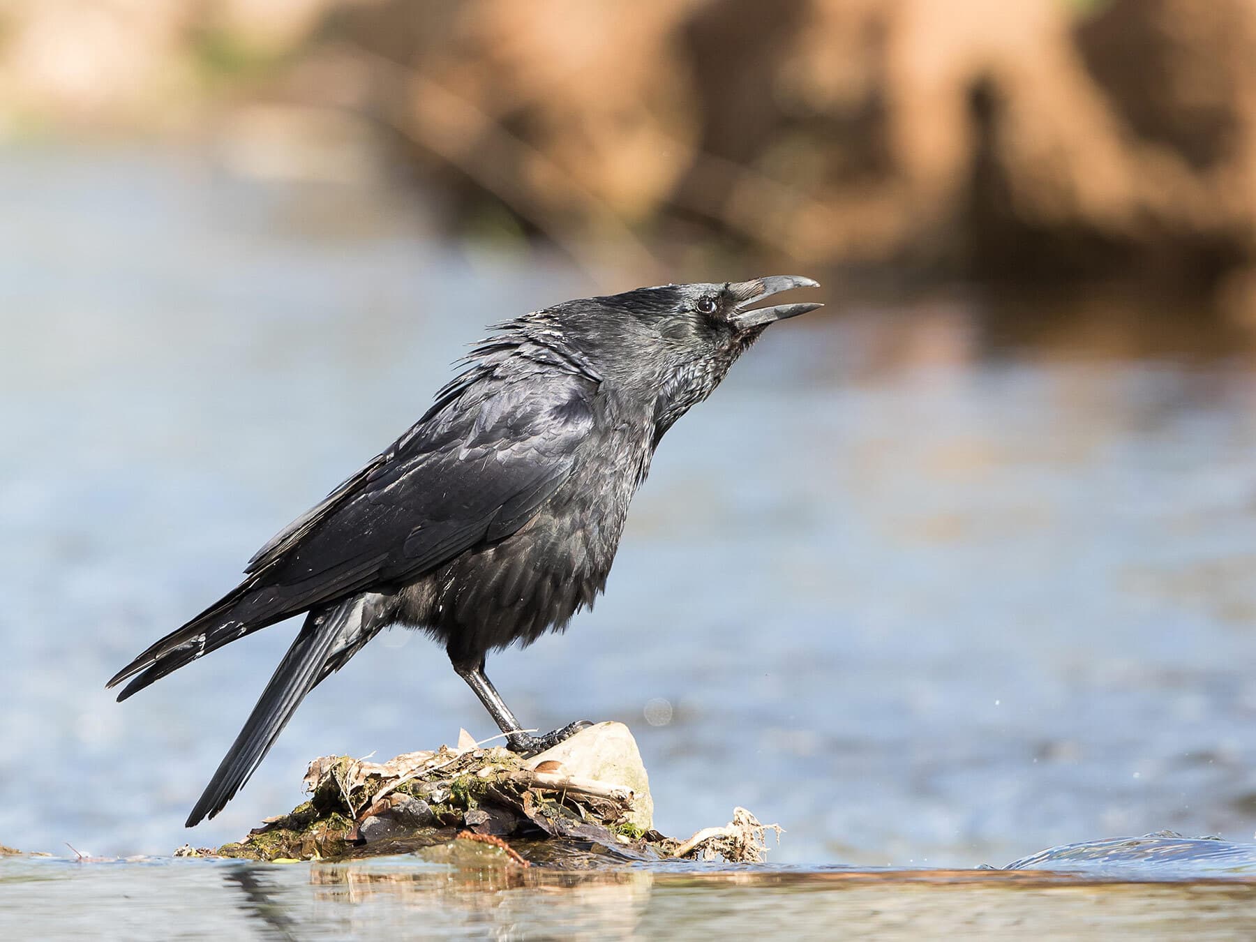 Carrion crow calling