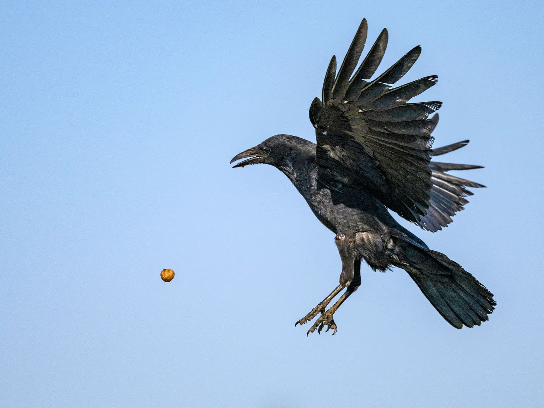 Carrion crow dropping nut