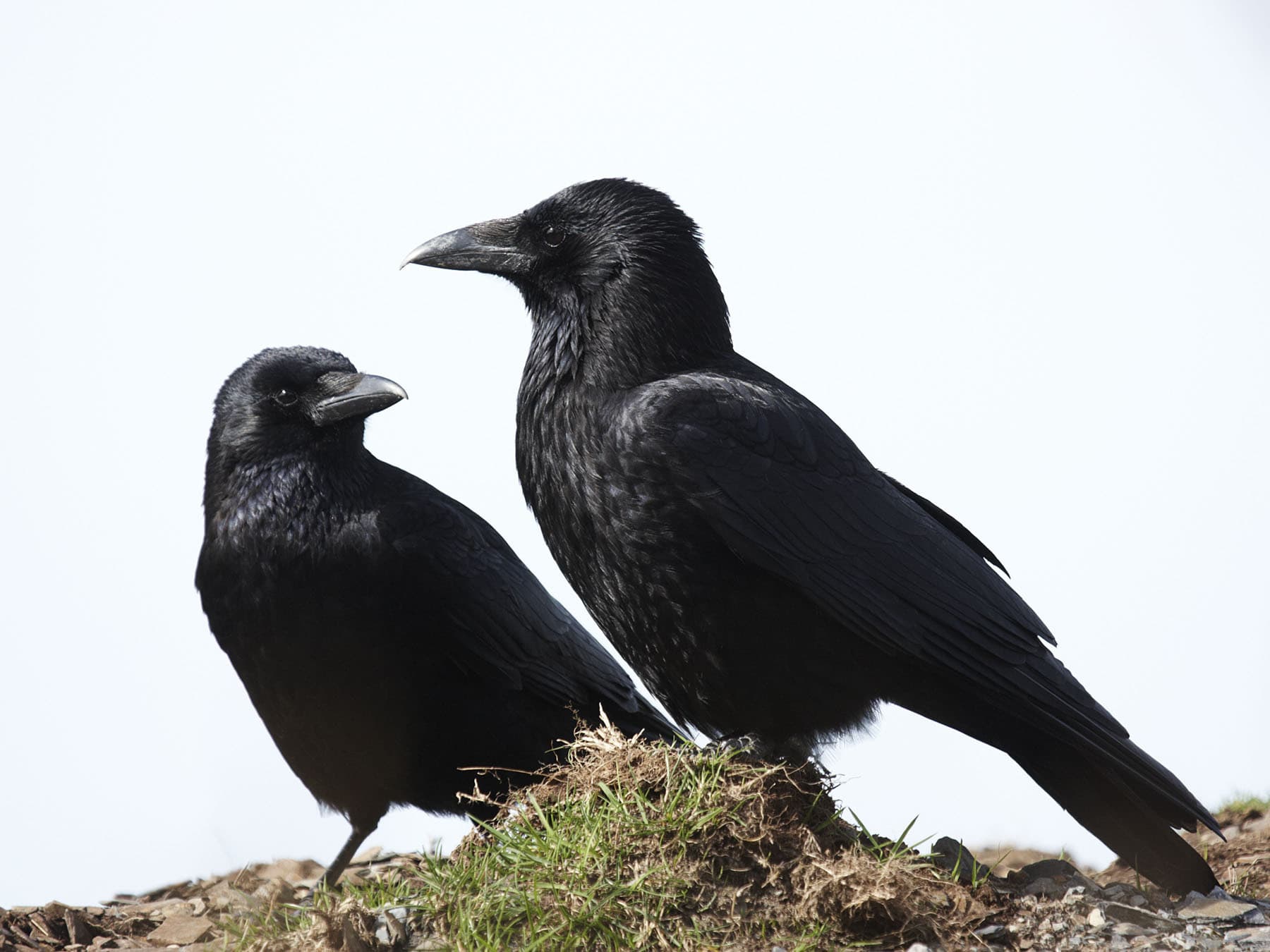 Carrion crow pair