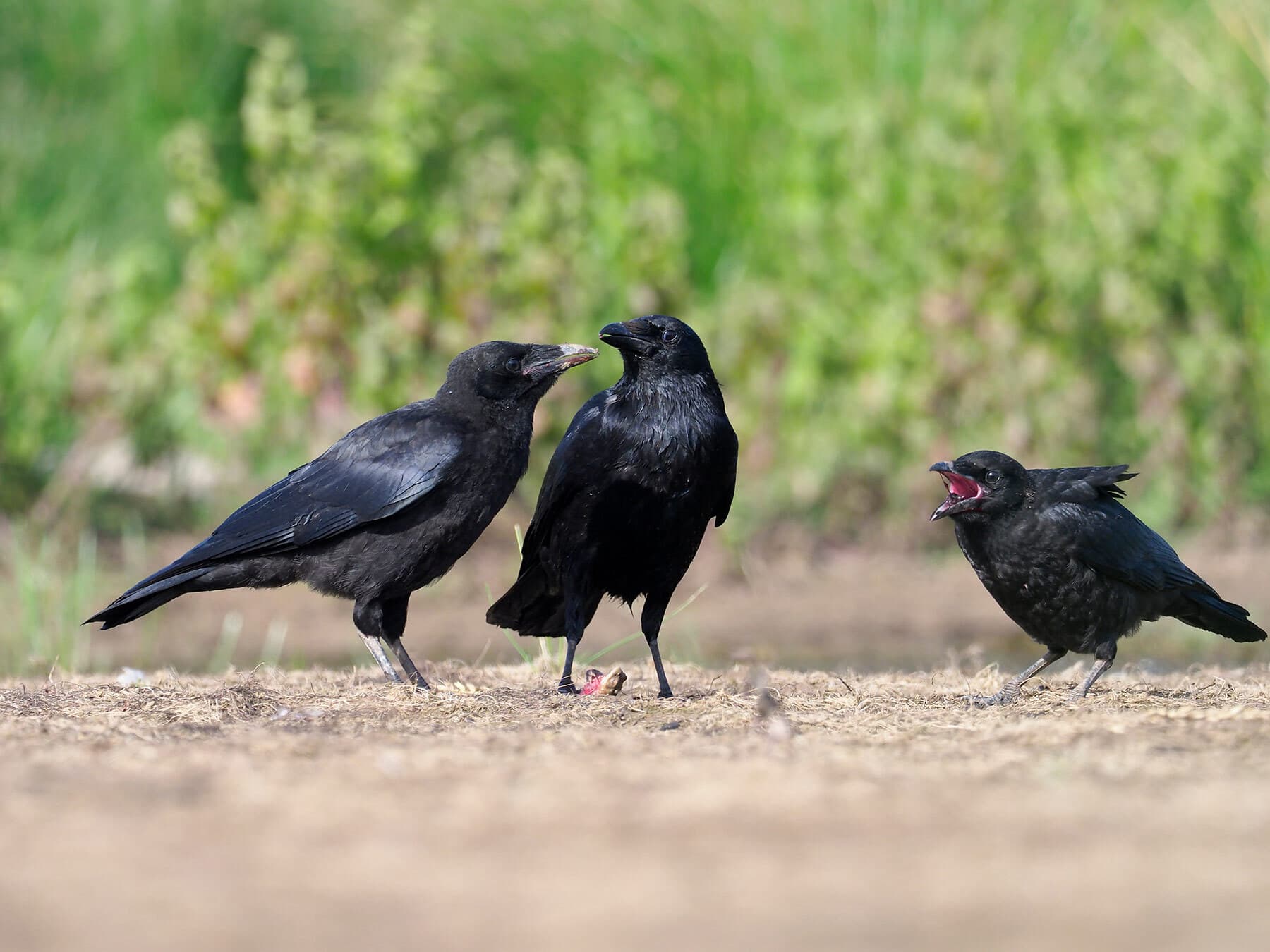 Two adult Carrion Crows on the ground with a fluffy young crow begging, its bill wide open