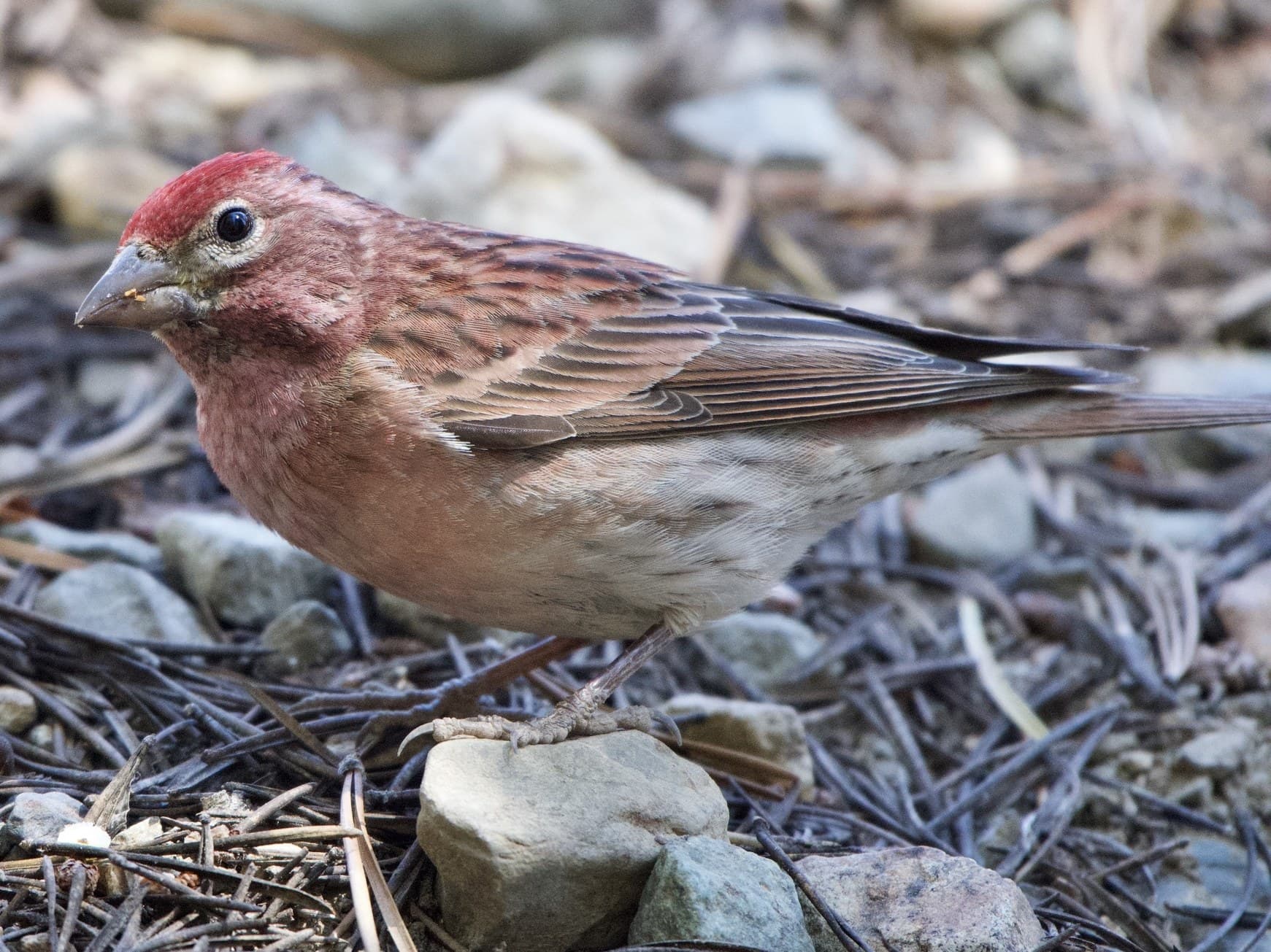 Cassin's Finch