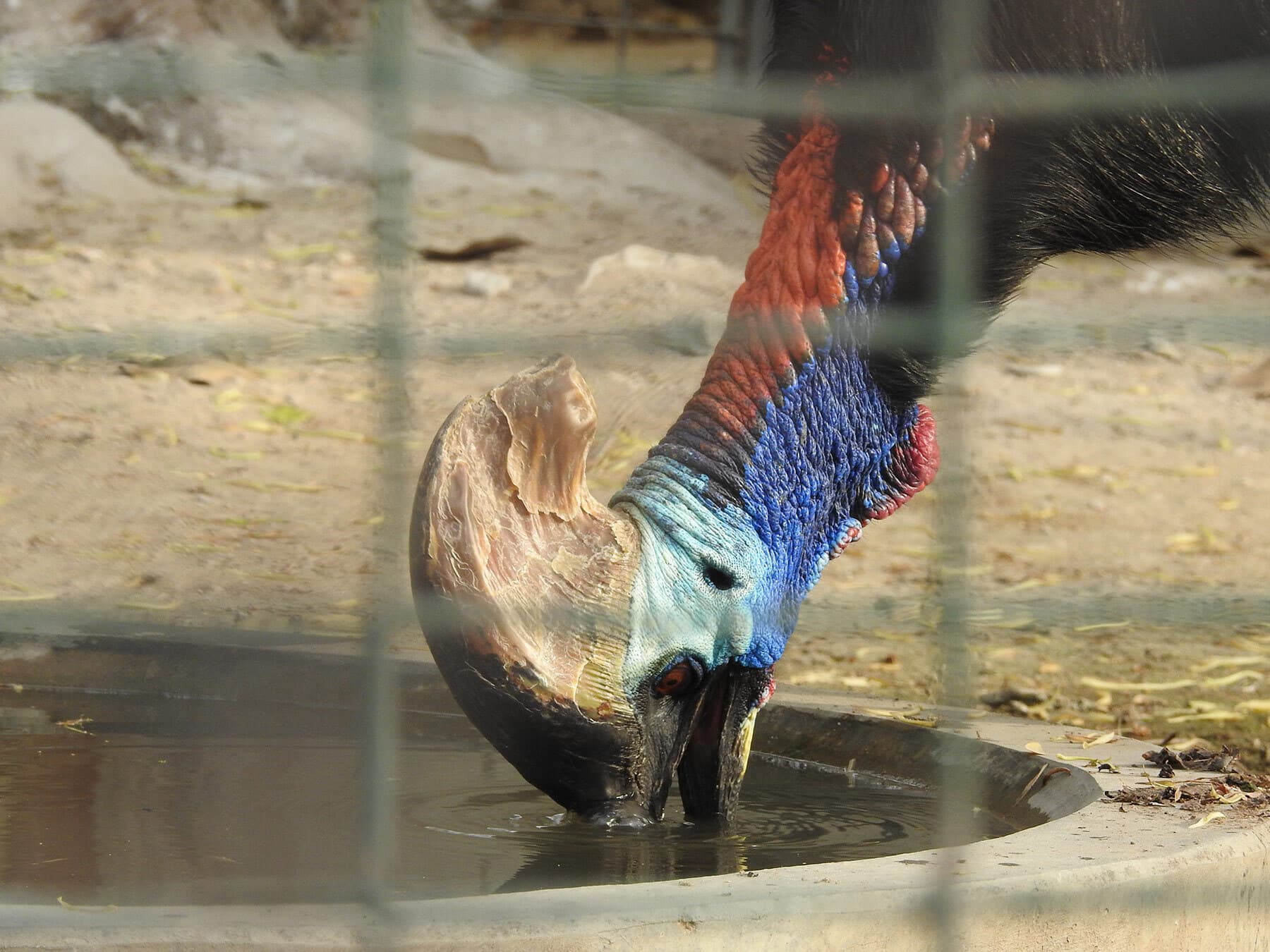 Cassowary dinking water