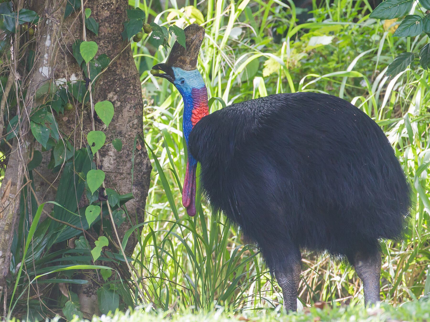 Cassowary eating fruit