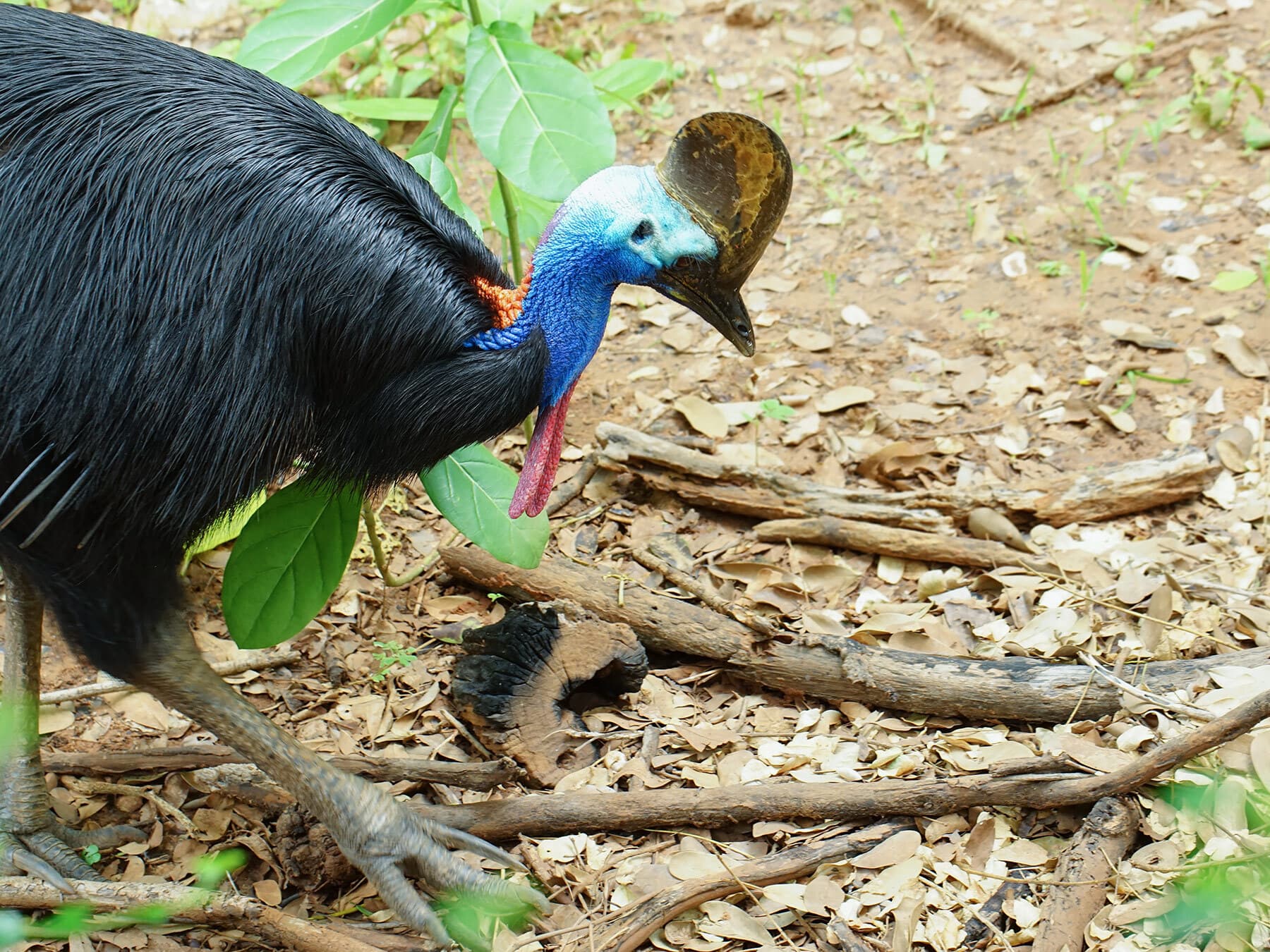 Cassowary foraging