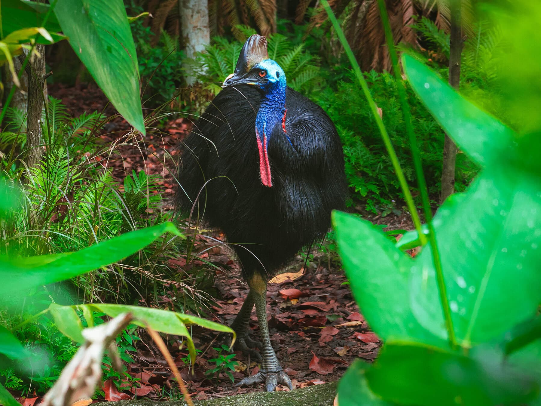 Cassowary in the wild