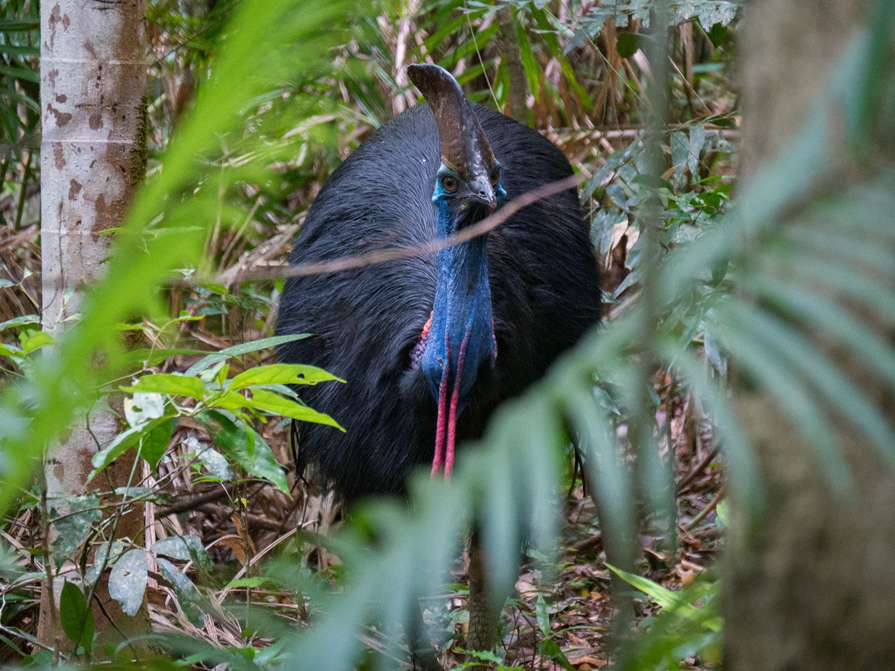 Cassowary in wild