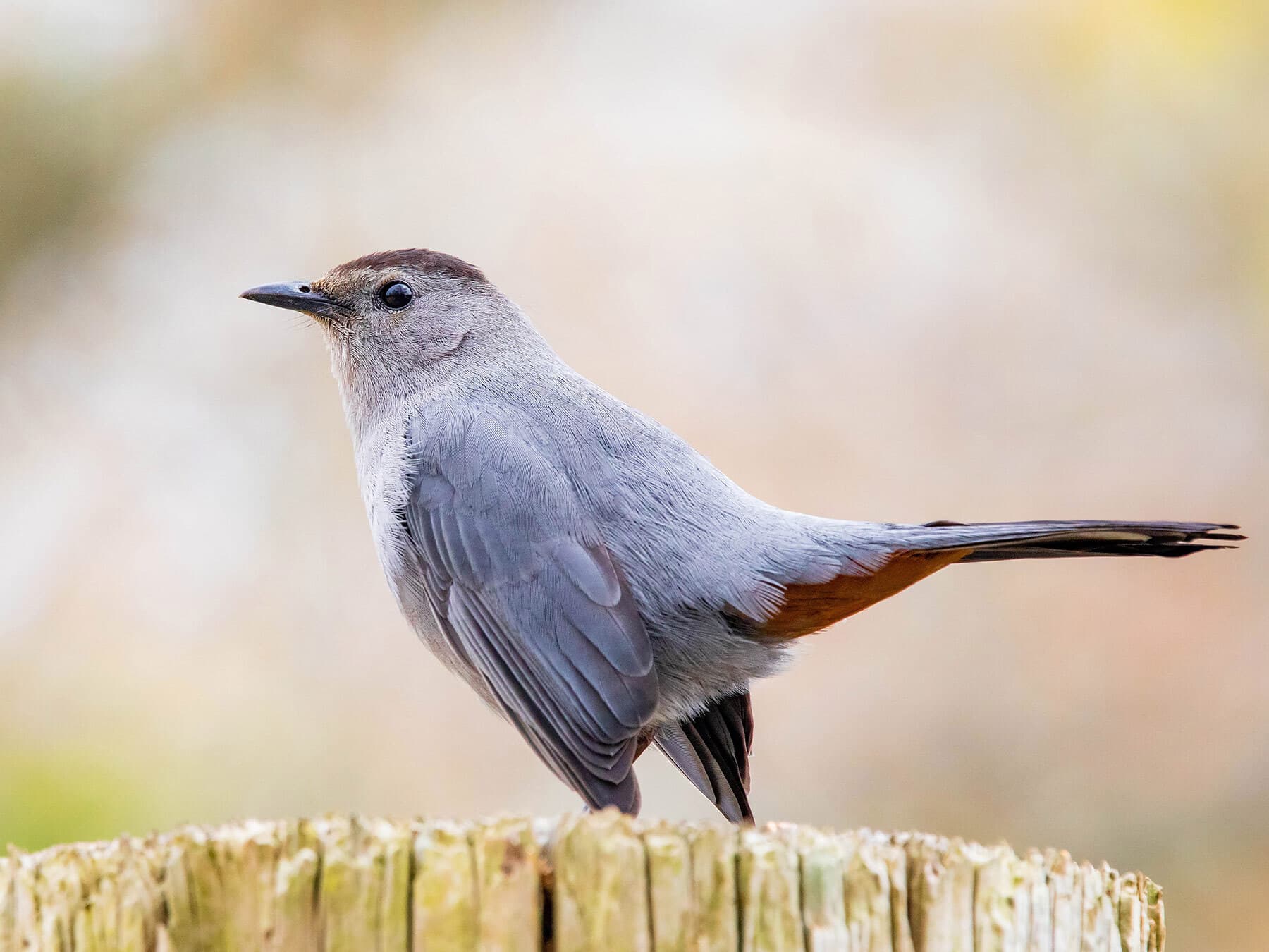 Catbird