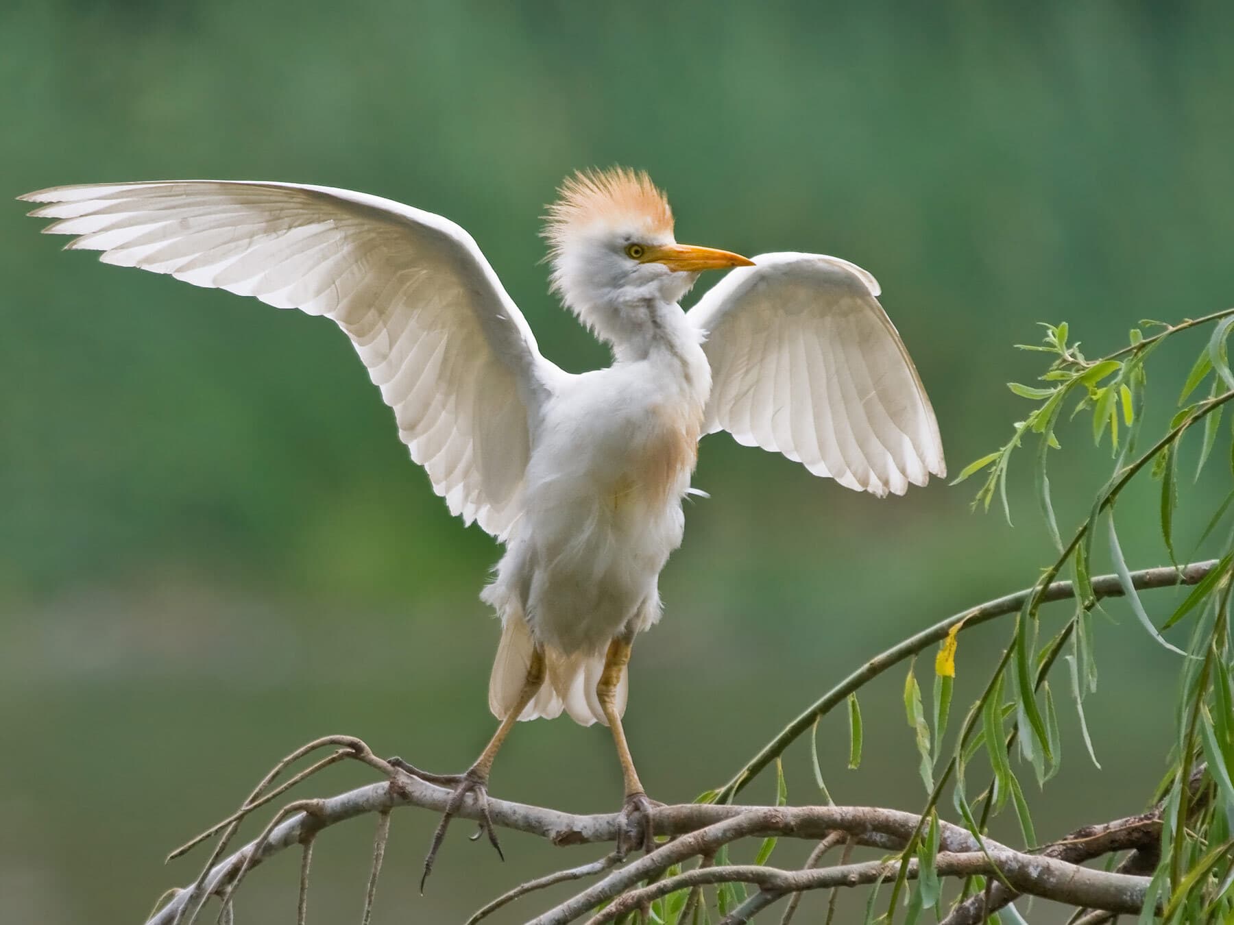 Cattle Egret with spread wings