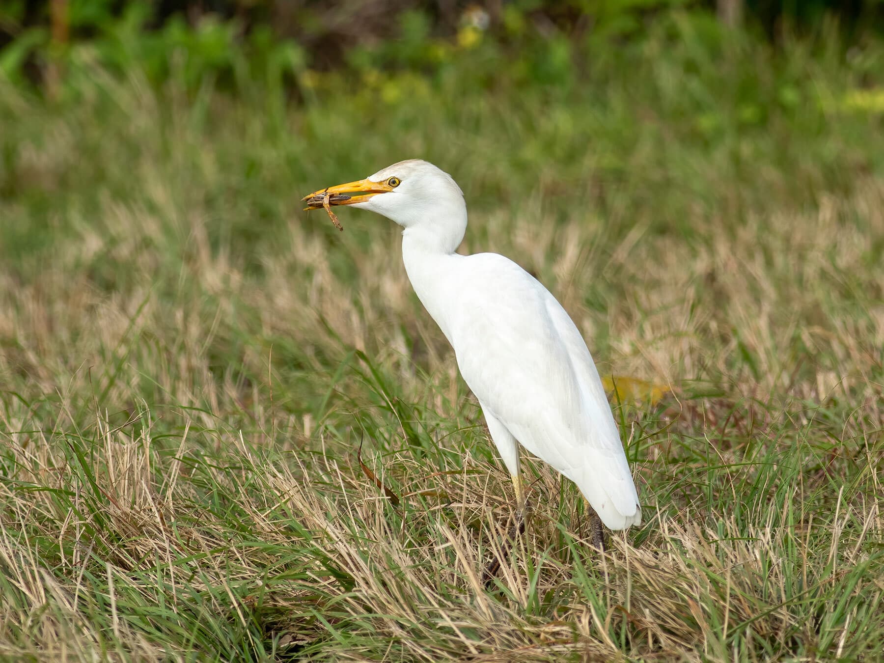 Cattle egret diet