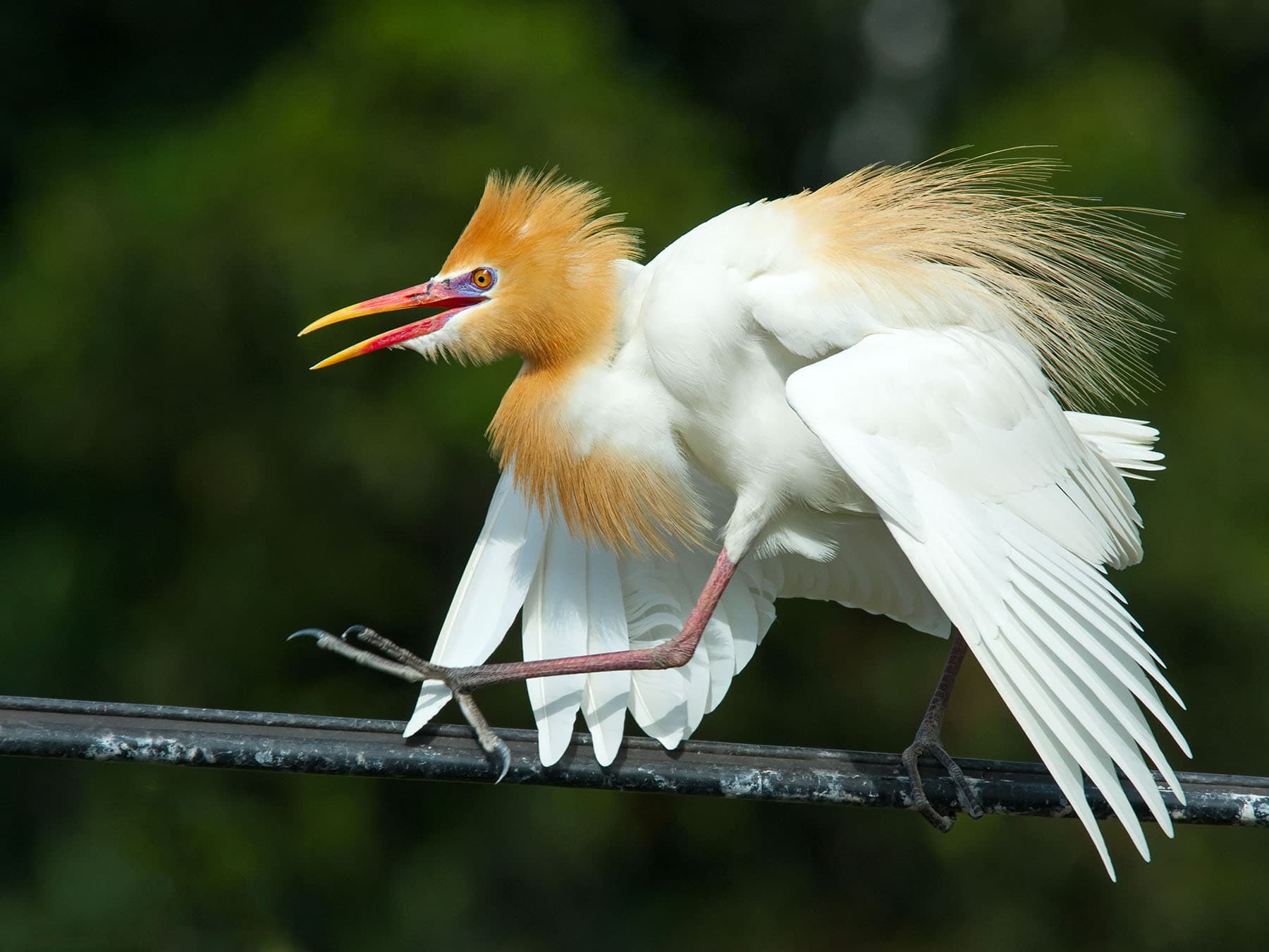 Cattle egret during breeding season