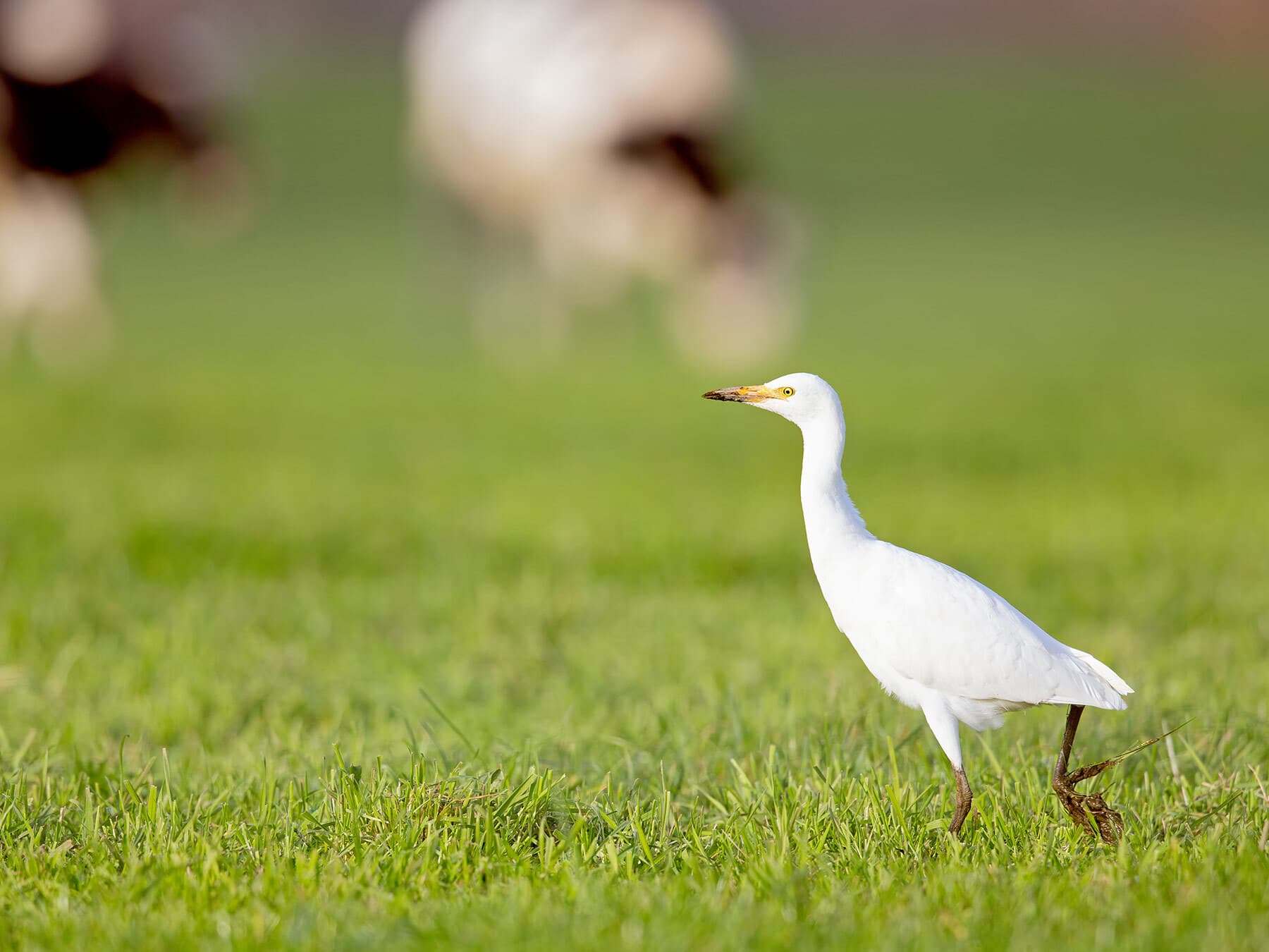 Cattle egret foraging