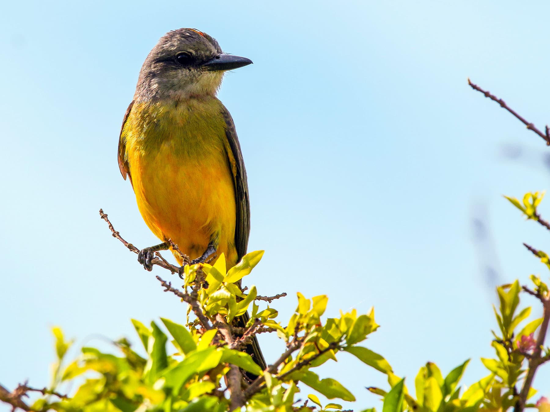 Cattle Tyrant perched in tree