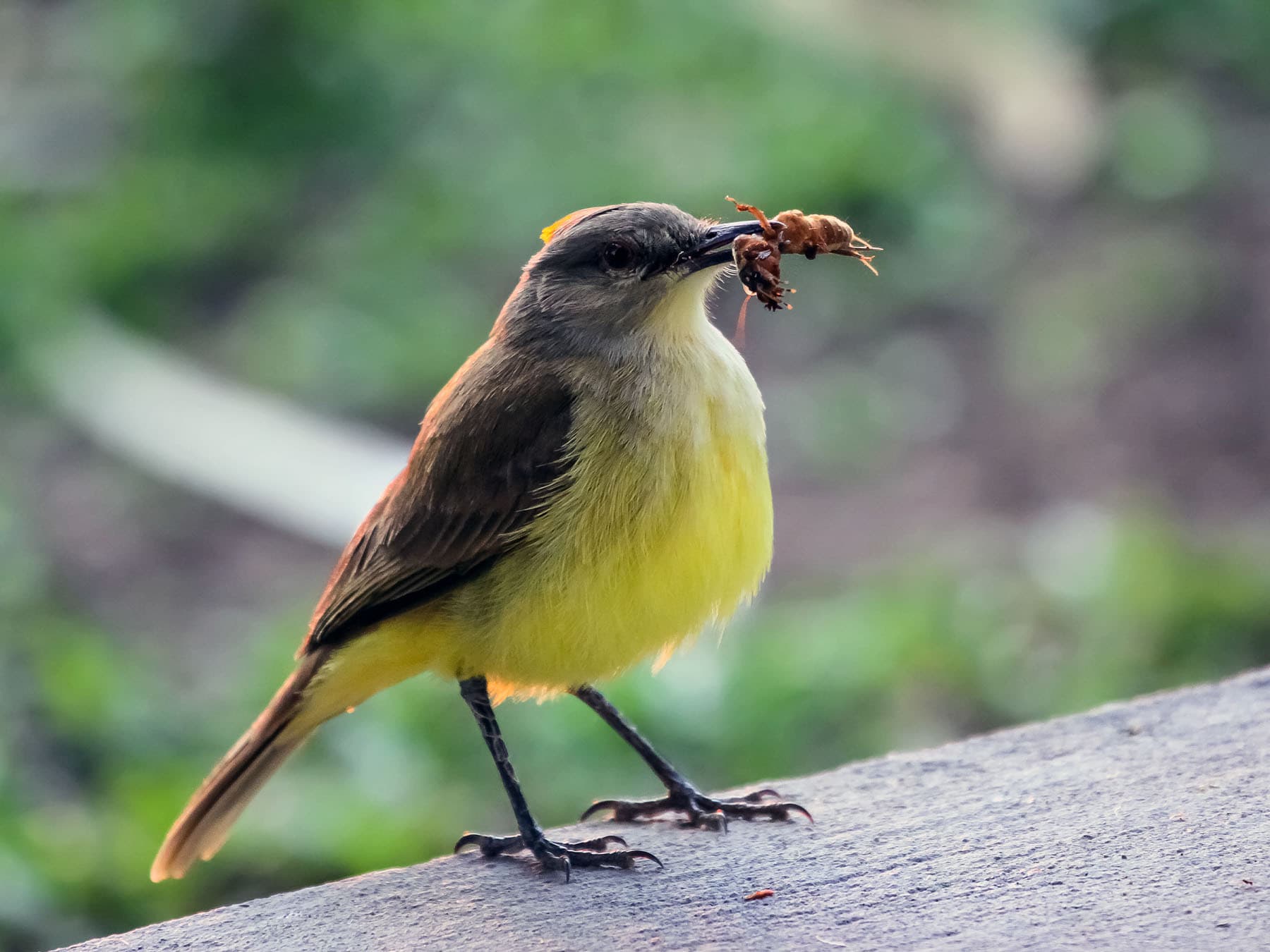 Cattle Tyrant with prey in beak