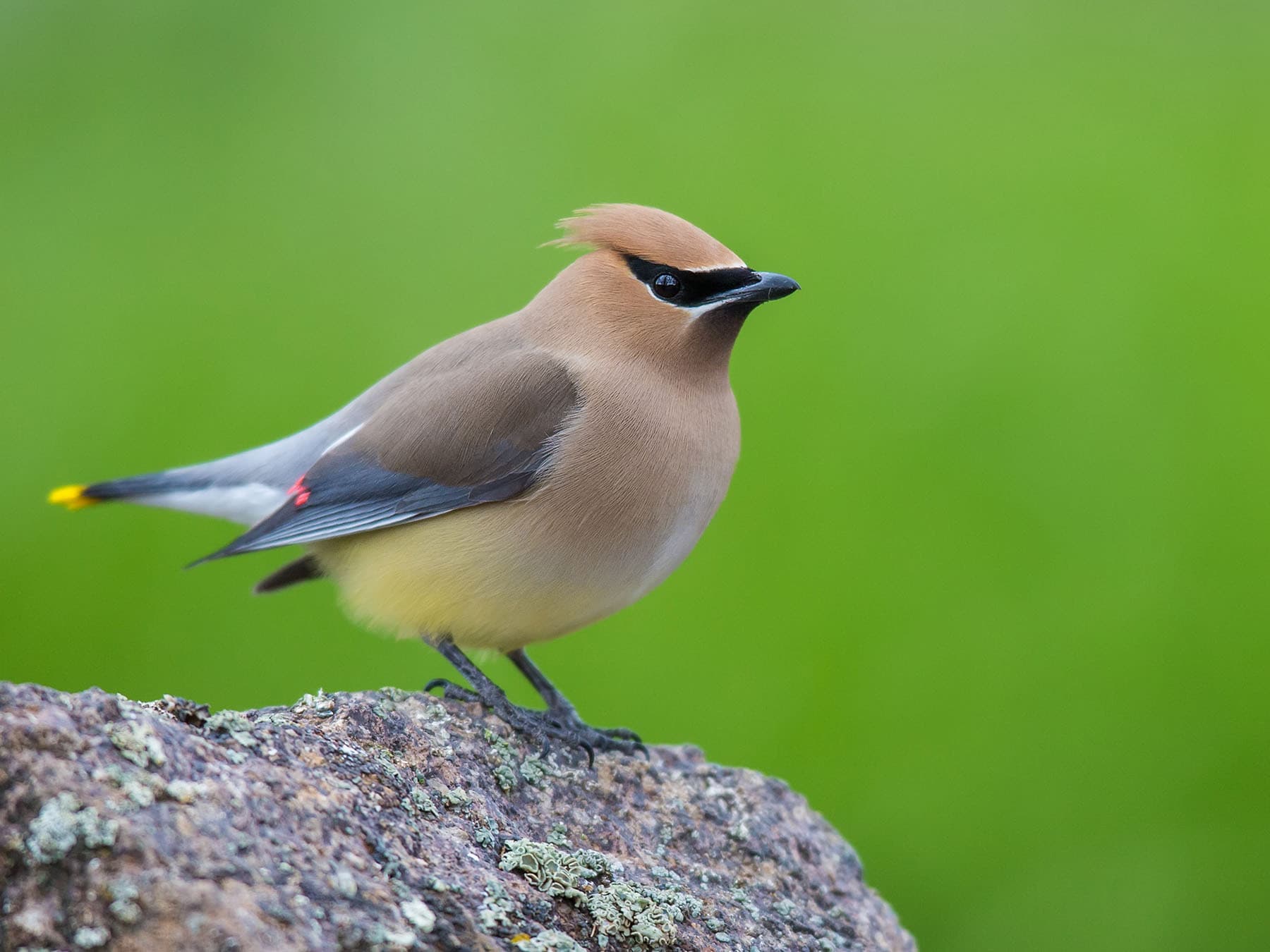 Cedar waxwing close up