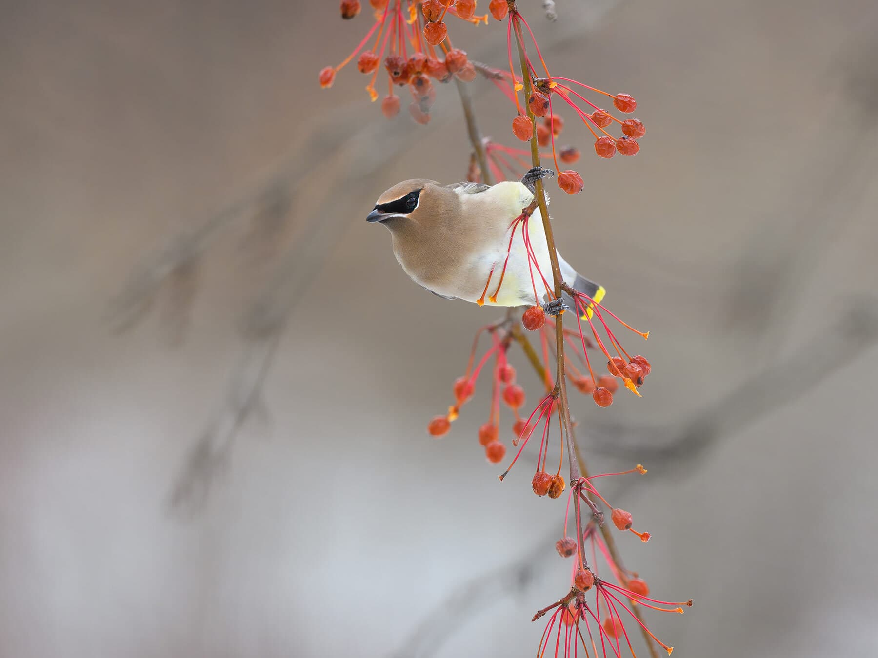 Cedar waxwing feeding in fall