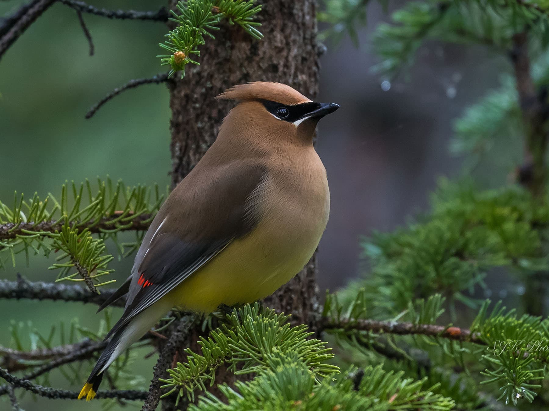 Cedar waxwing female