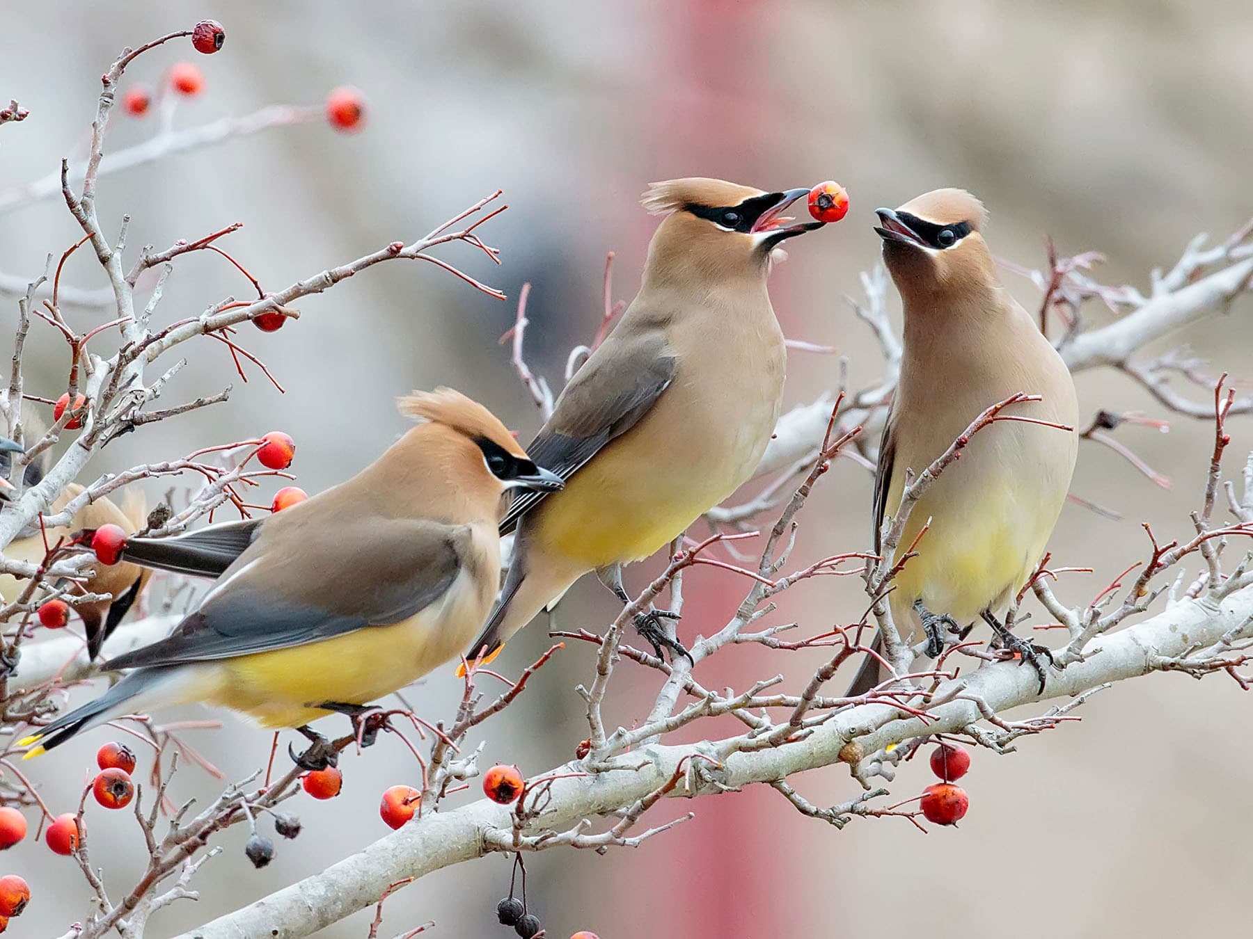 Cedar waxwing flock