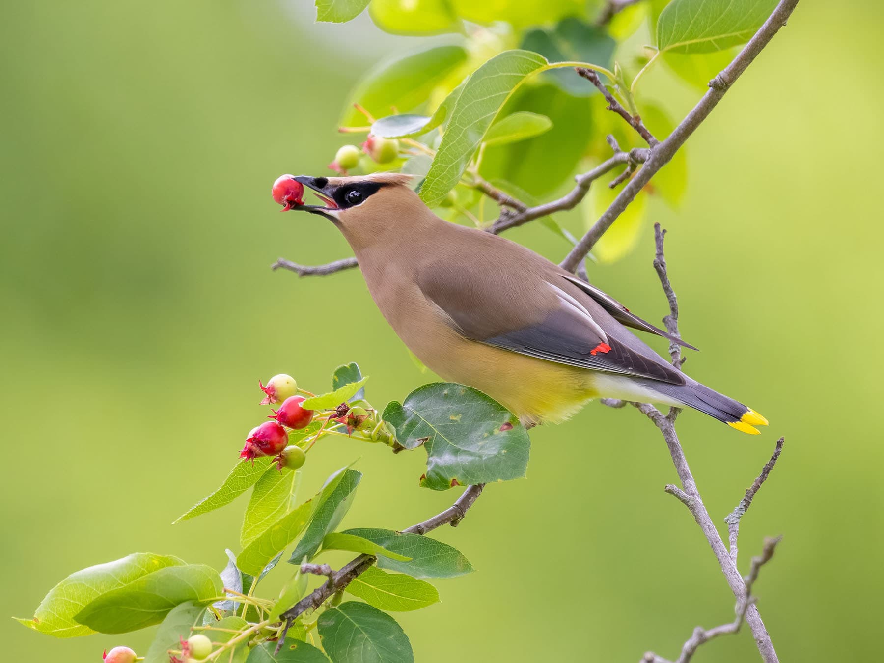 Cedar waxwing red berries