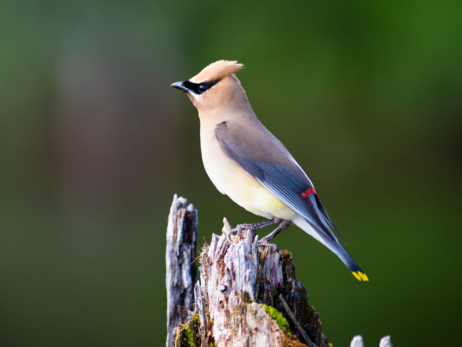 Cedar Waxwing