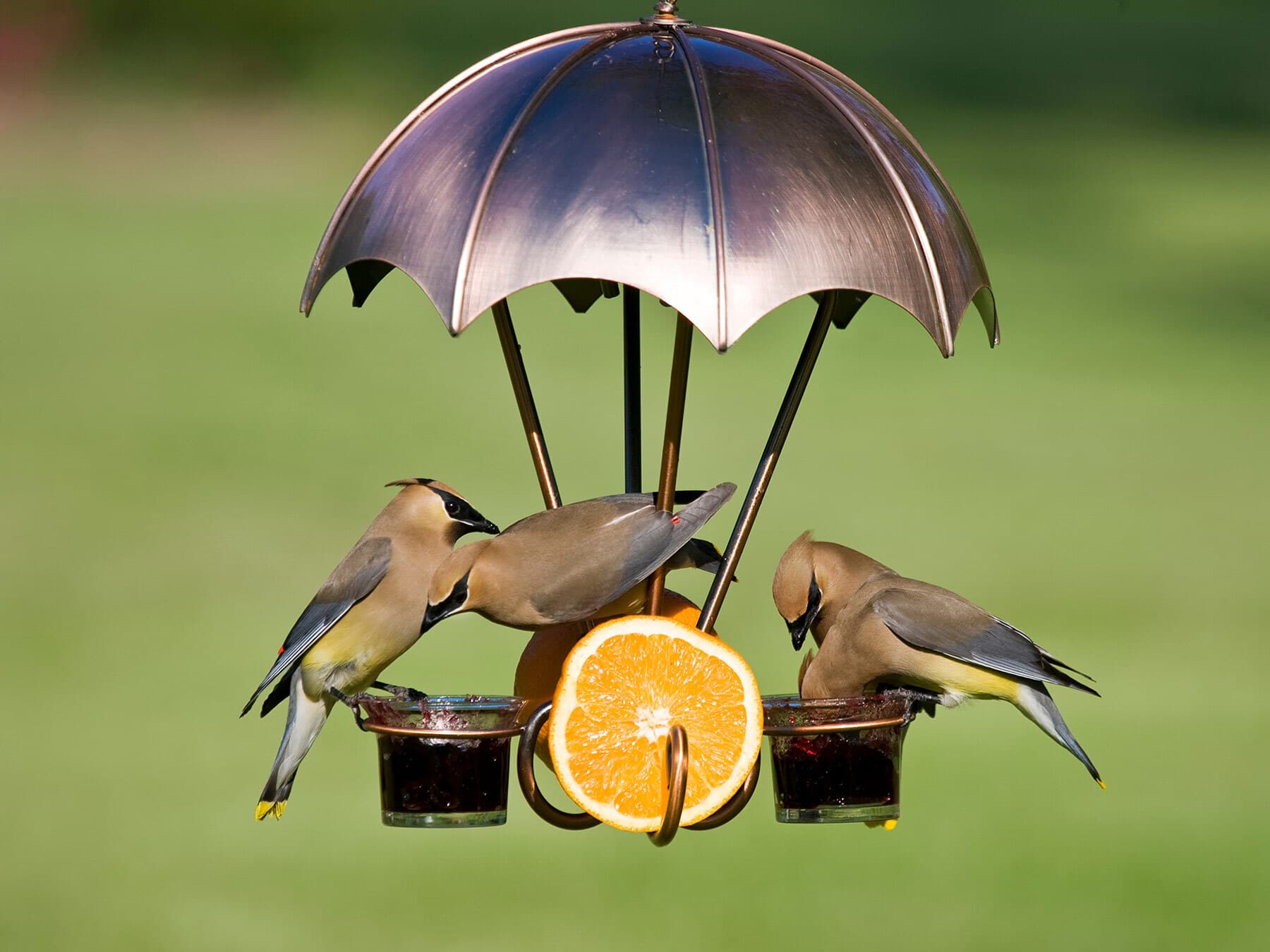 Cedar waxwings at feeder