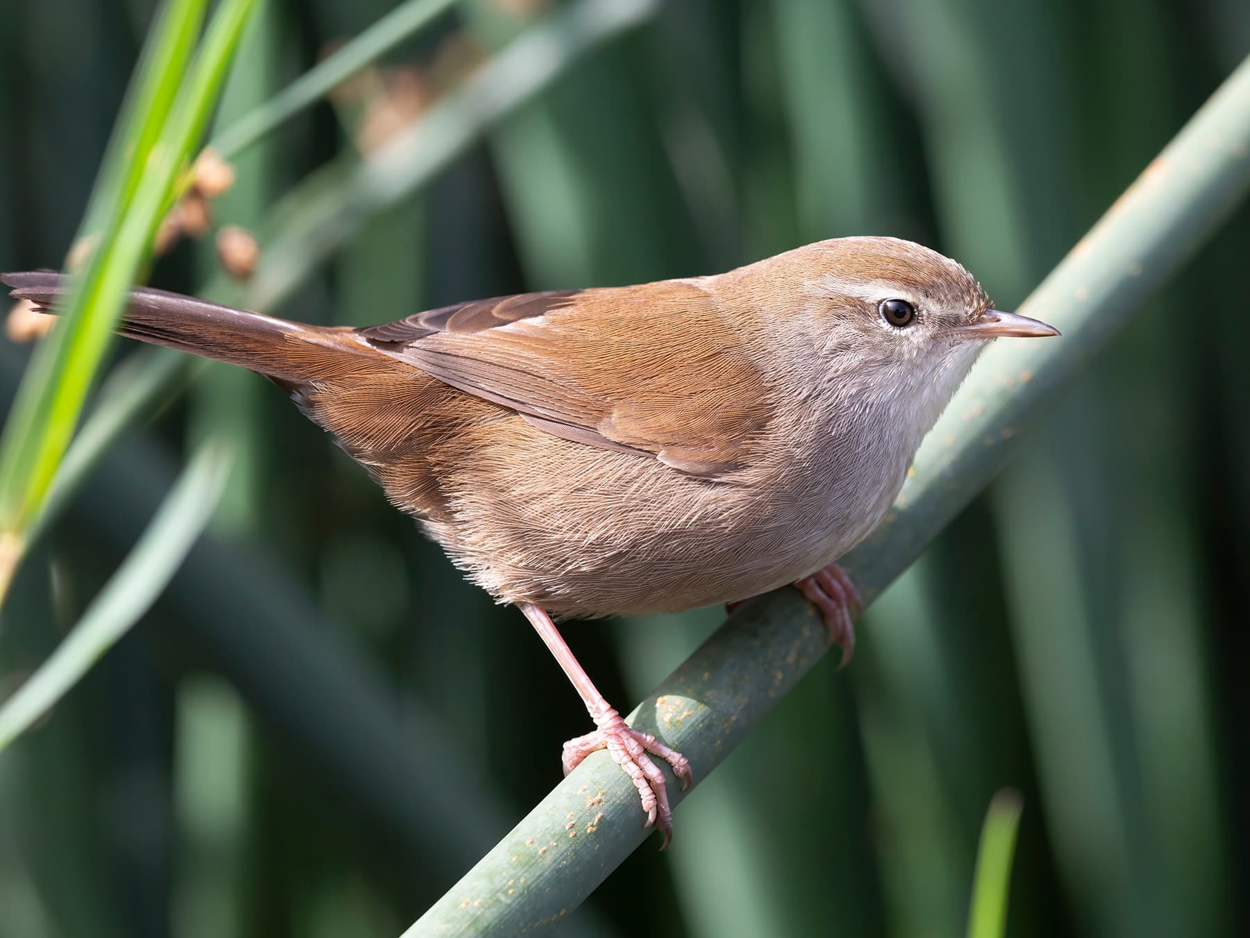 Bush Warblers