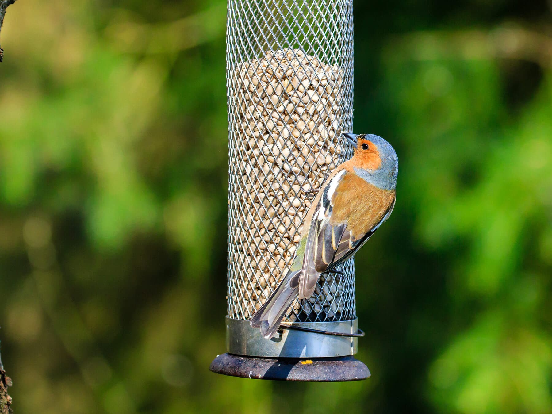 Chaffinch at feeder