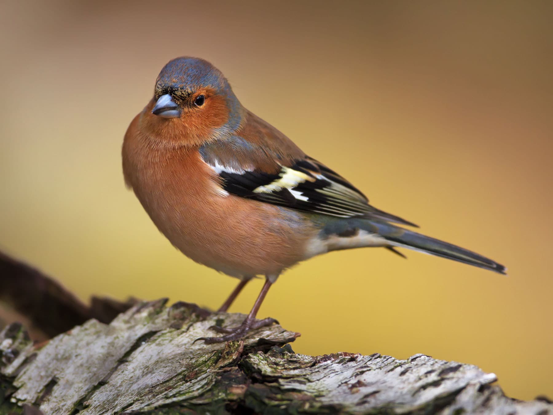 A male Chaffinch: blue-grey cap, pinkish-chestnut face and breast, and a white shoulder patch
