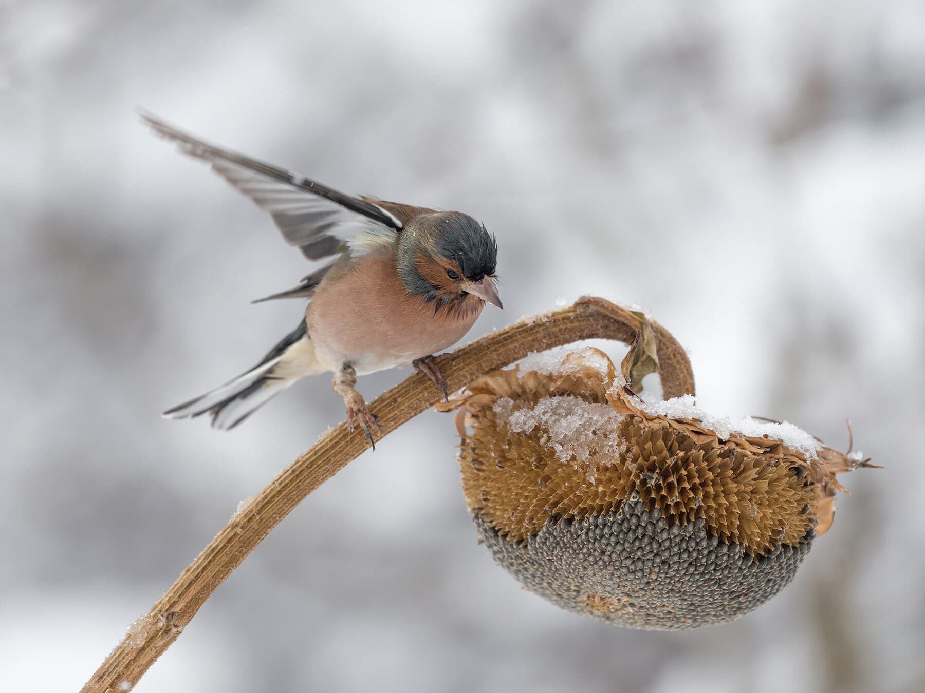 Chaffinch eating seeds