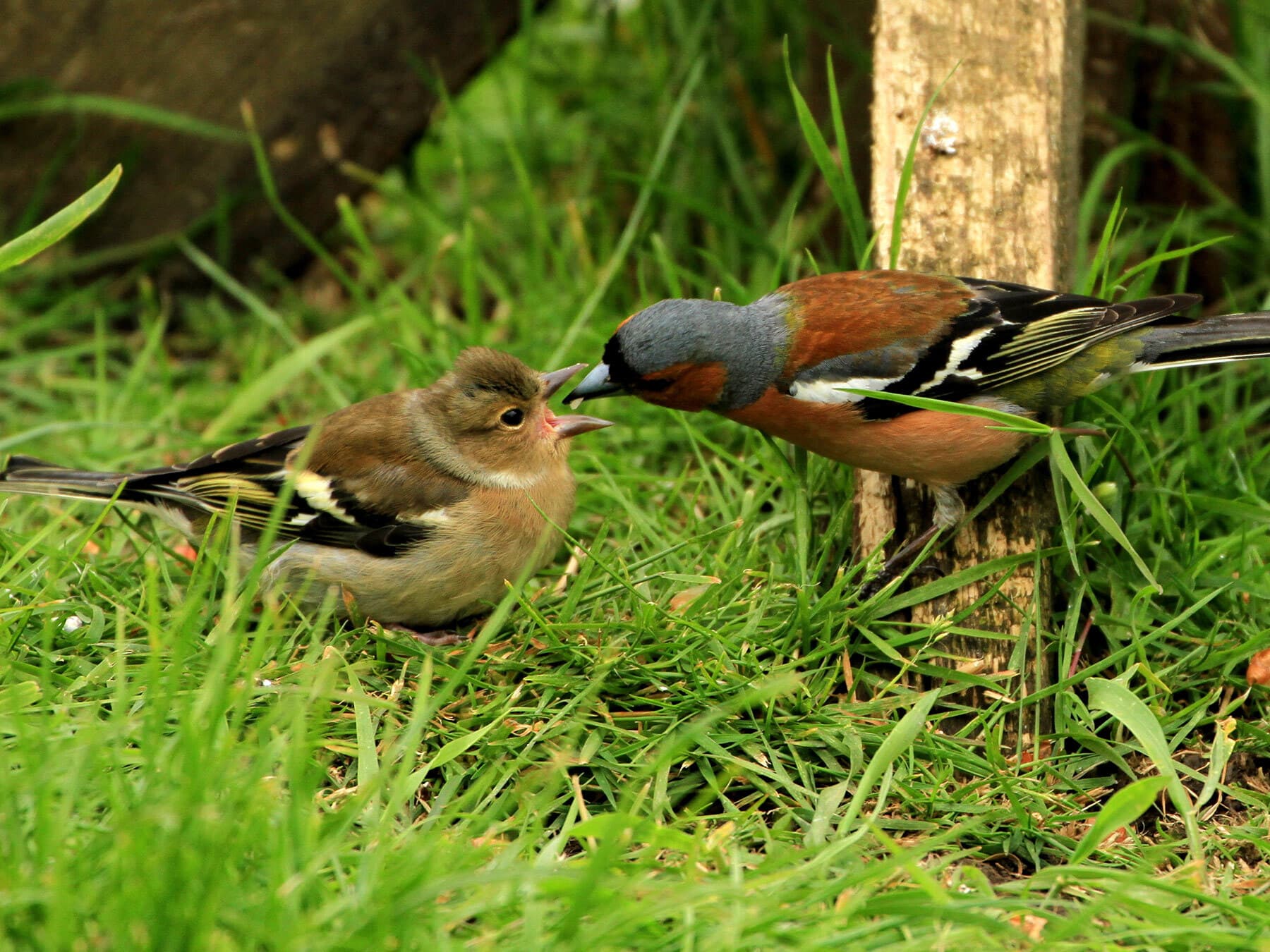 Chaffinch feeding young