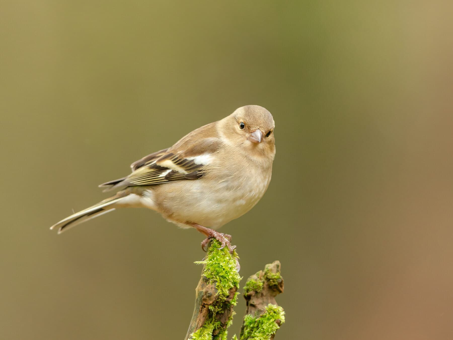 Chaffinch female