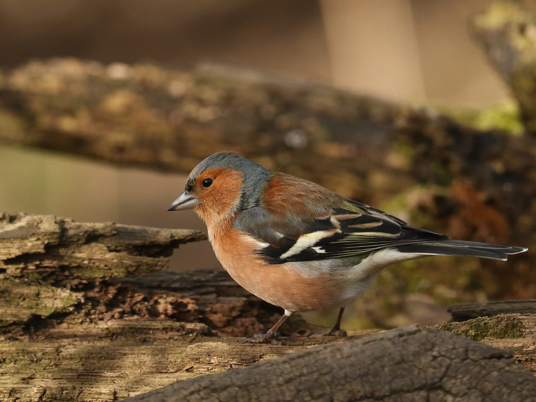 Chaffinch Nesting (Behaviour, Eggs + Location)