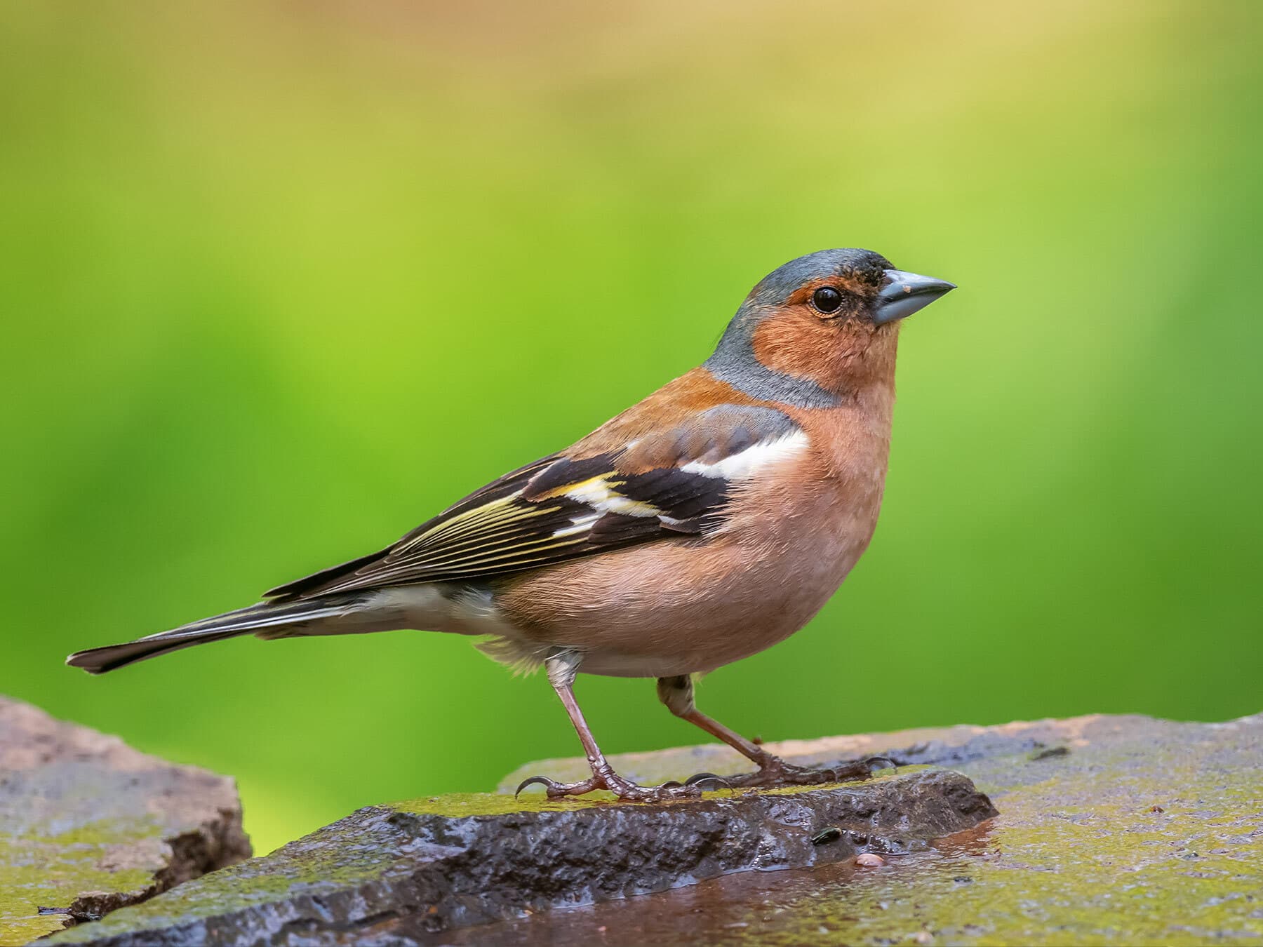 Chaffinch perched