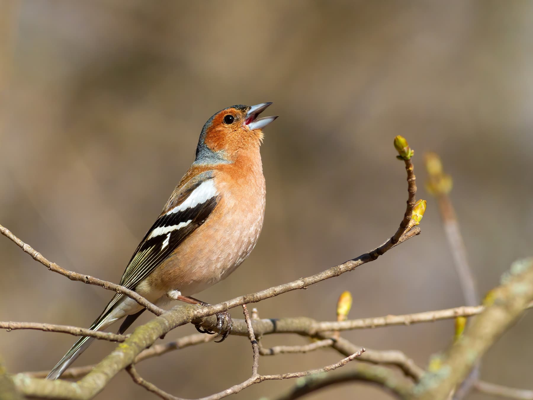 Chaffinch perching on branch singing