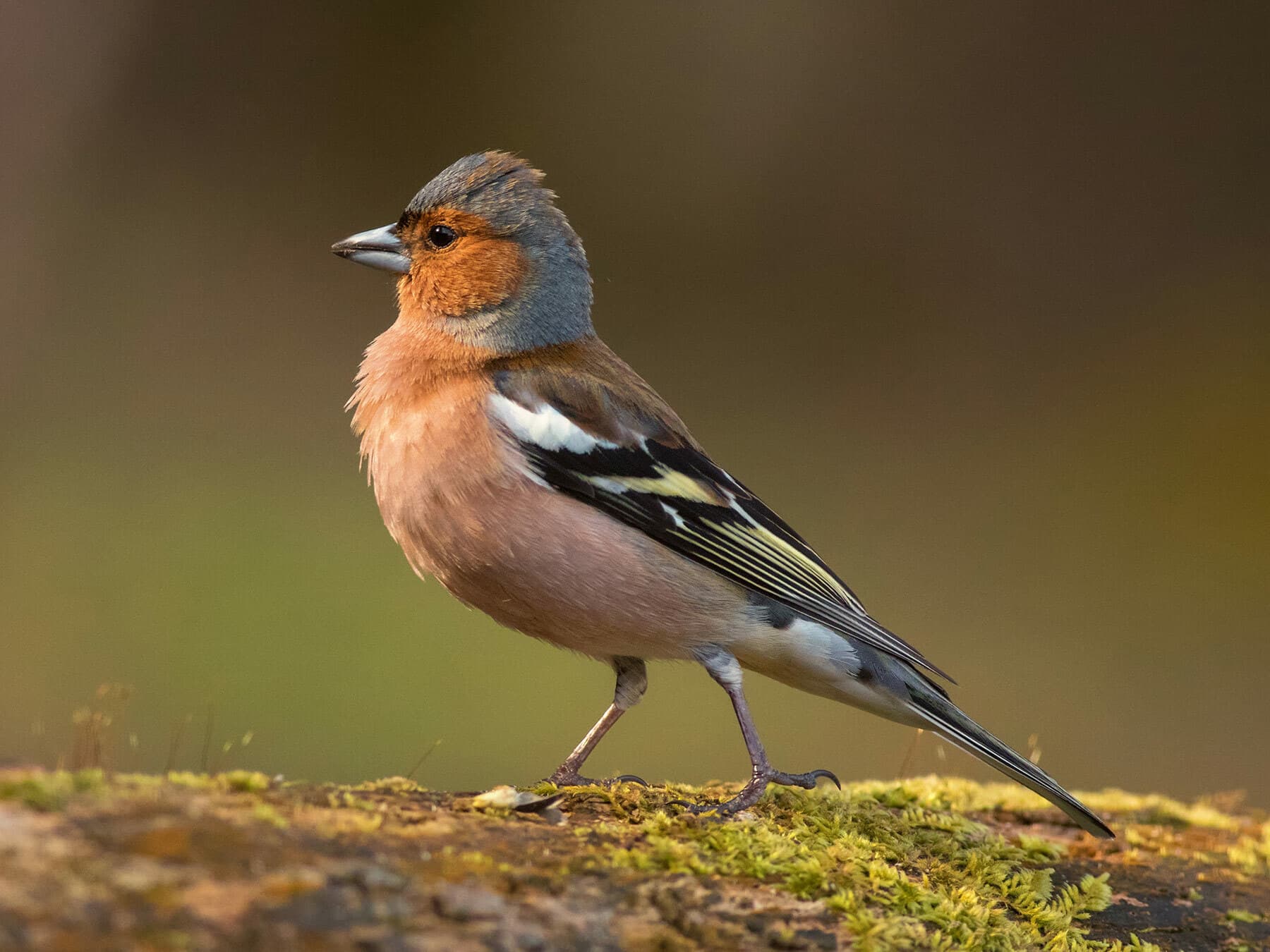 Chaffinch