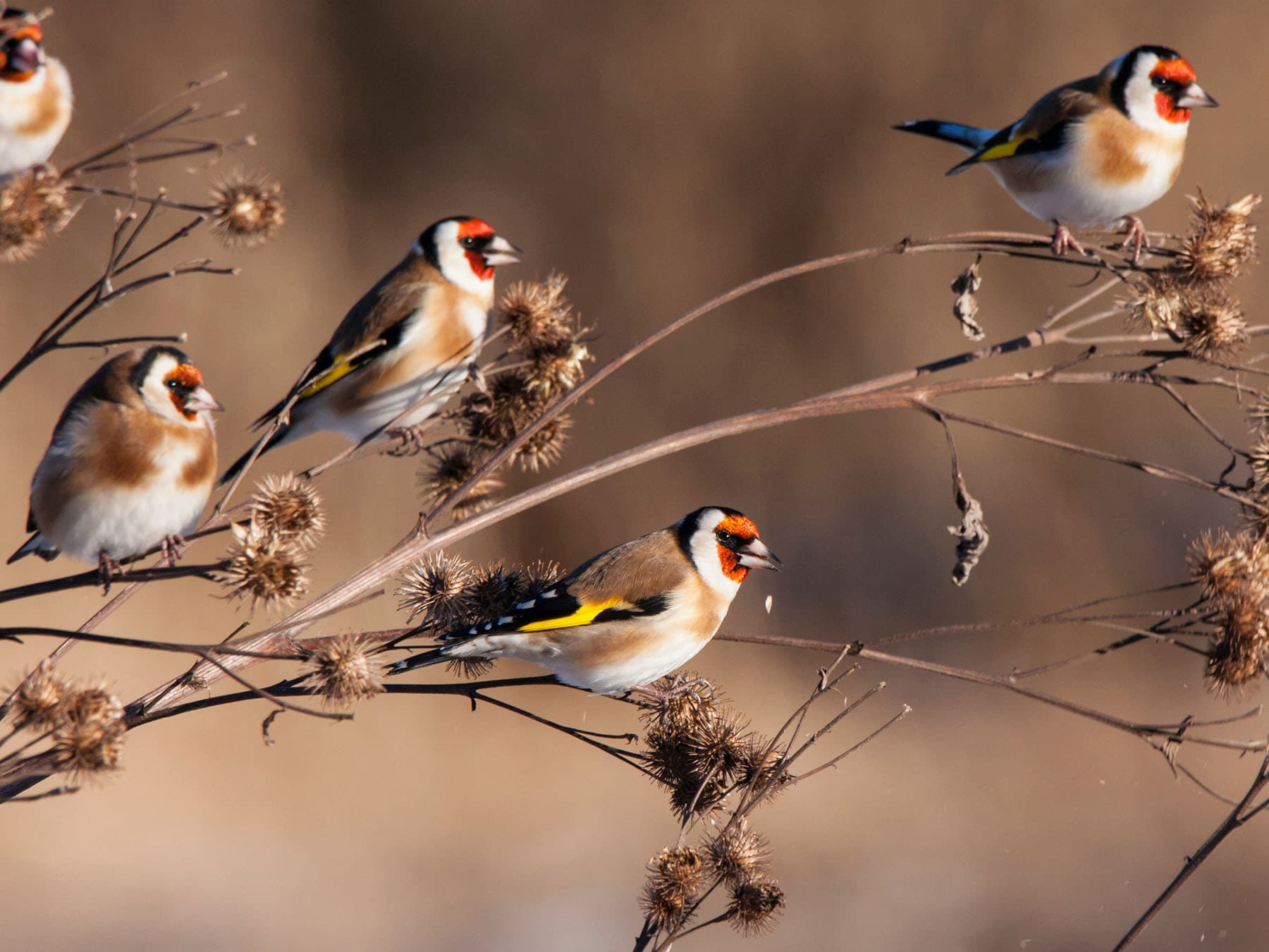 A charm of Goldfinches feeding on burdock heads