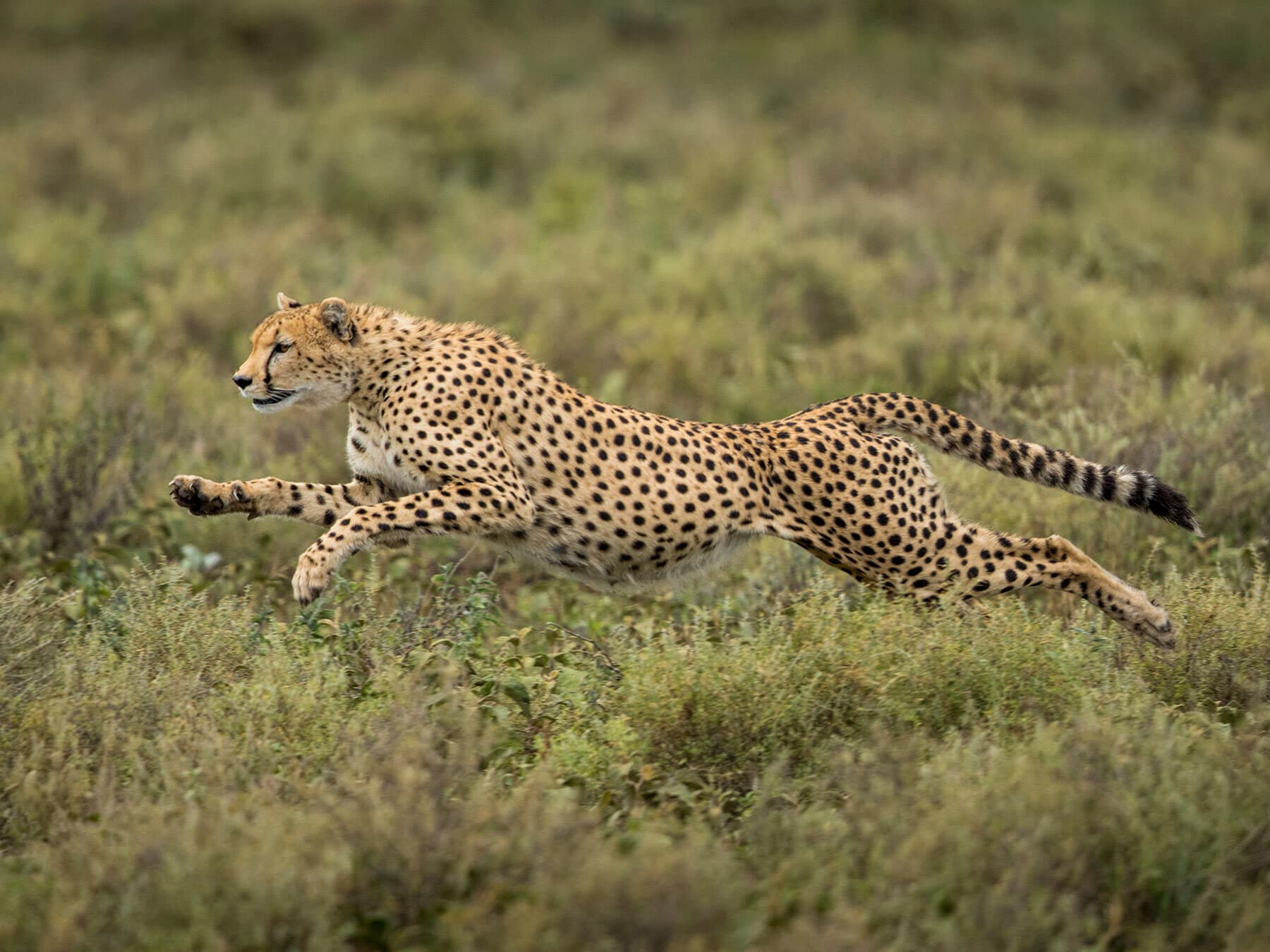 Cheetah running full speed