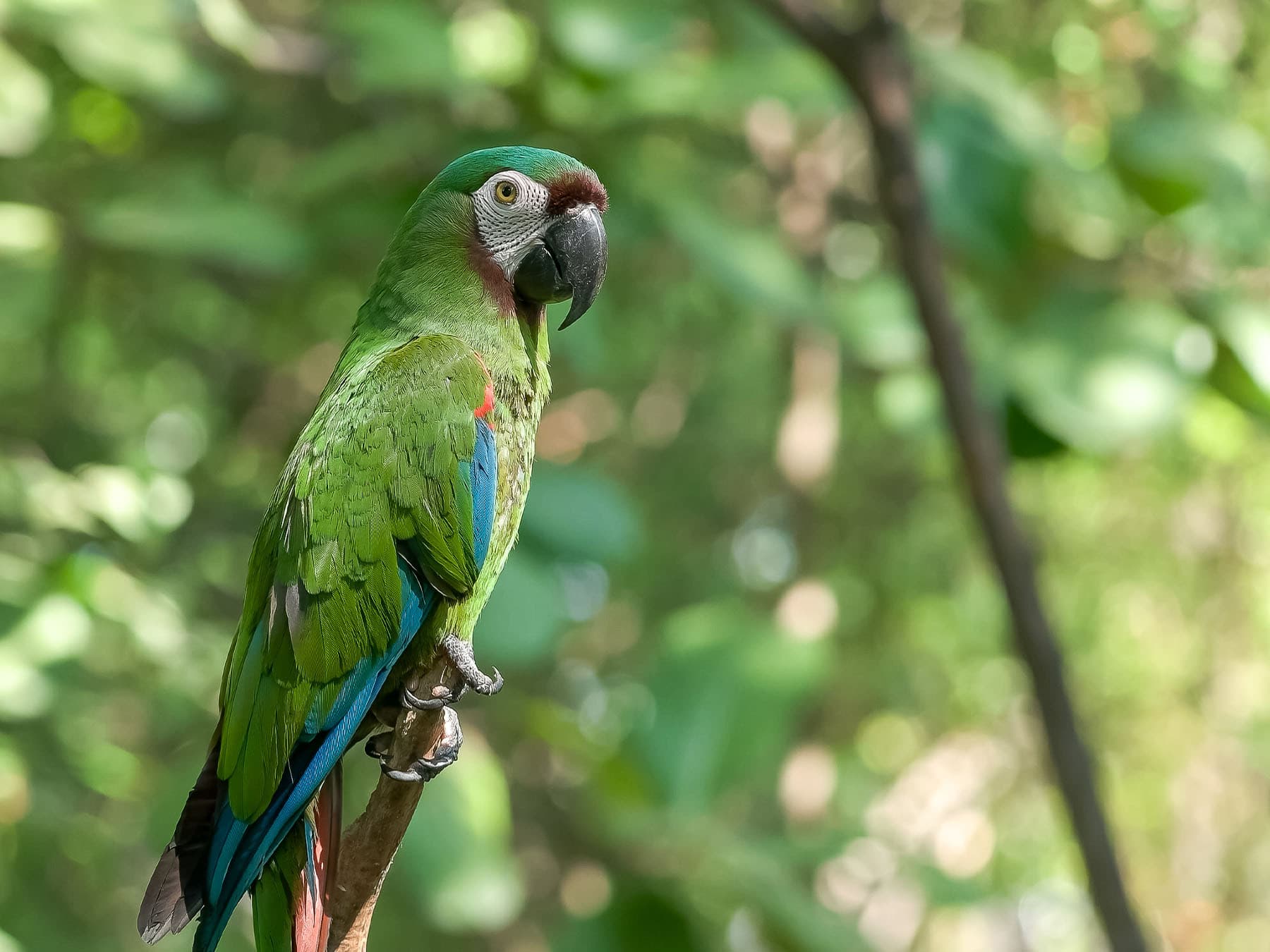 Chestnut fronted macaw perched on branch in park