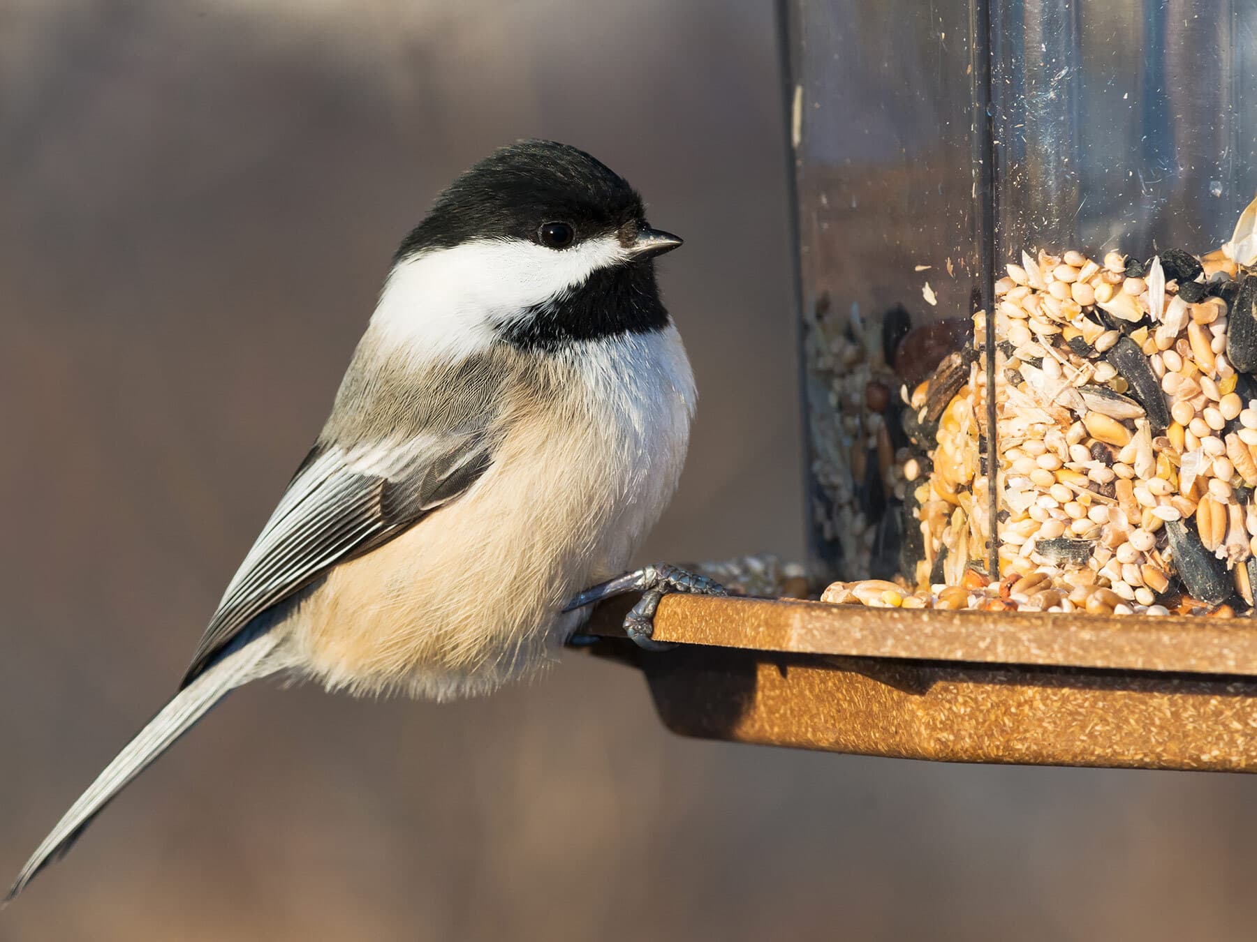 Chickadee at feeder