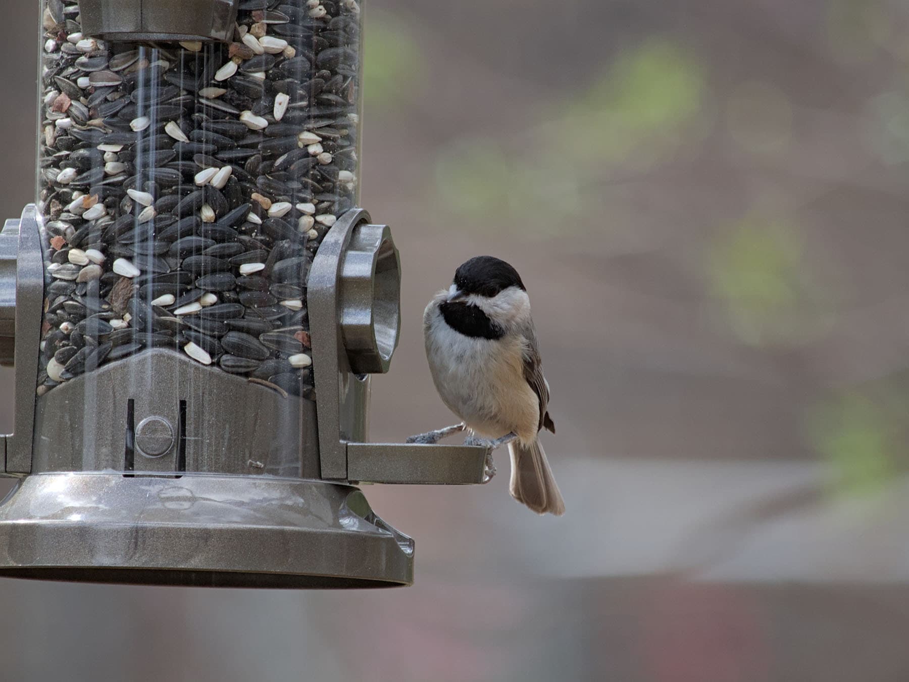 Chickadee at feeder