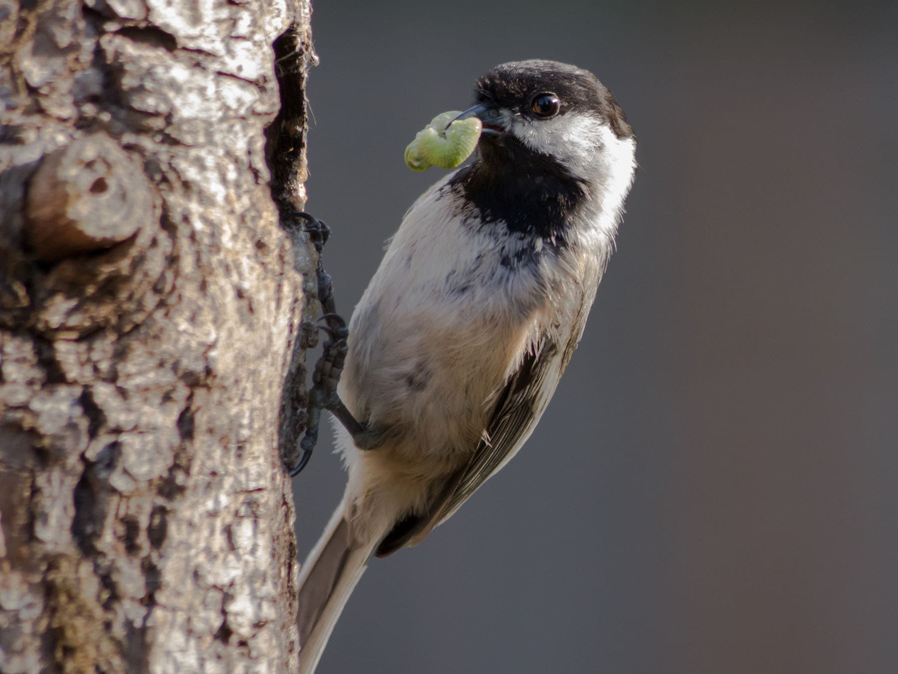 Chickadee at nesting cavity with food