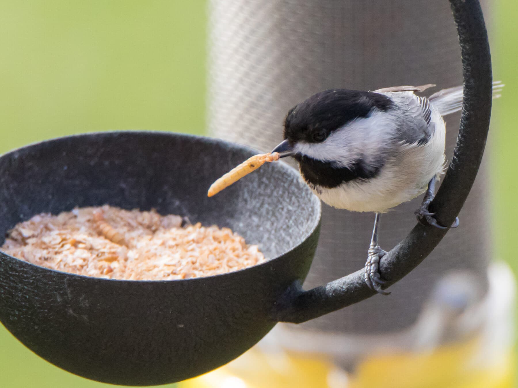 Chickadee eating worms from garden feeder