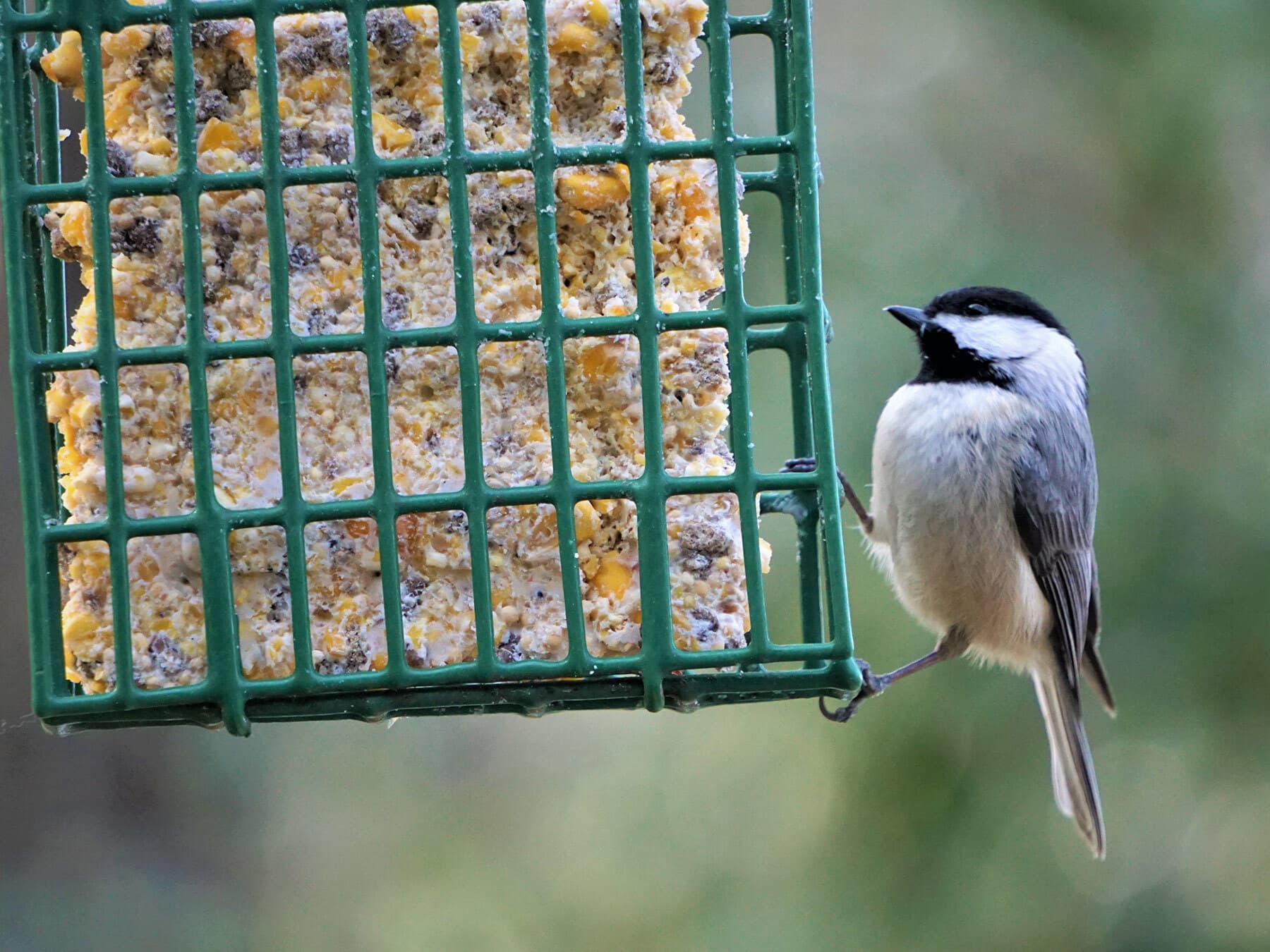 Chickadee feeding on suet in garden