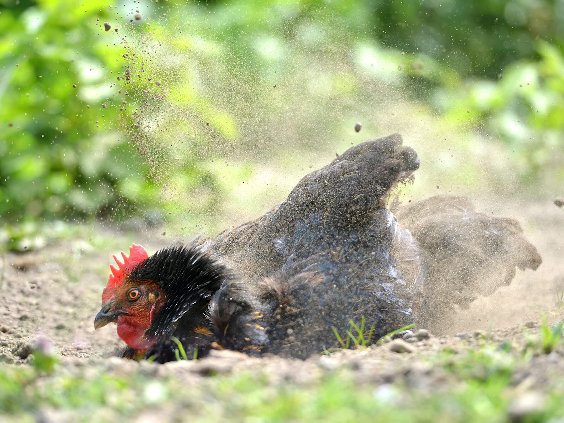 Chicken dust bath
