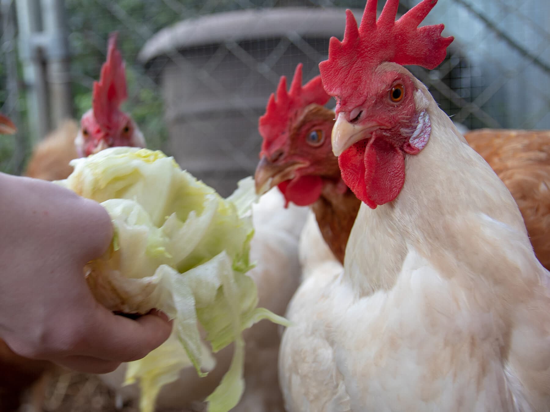 Chickens eating lettuce