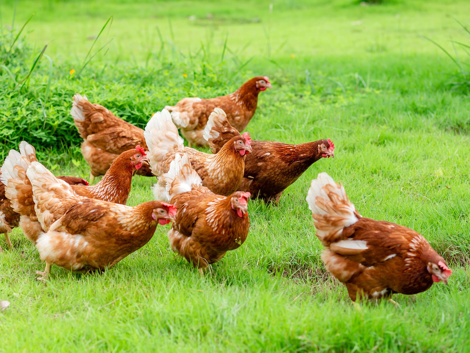 Chickens feeding in field