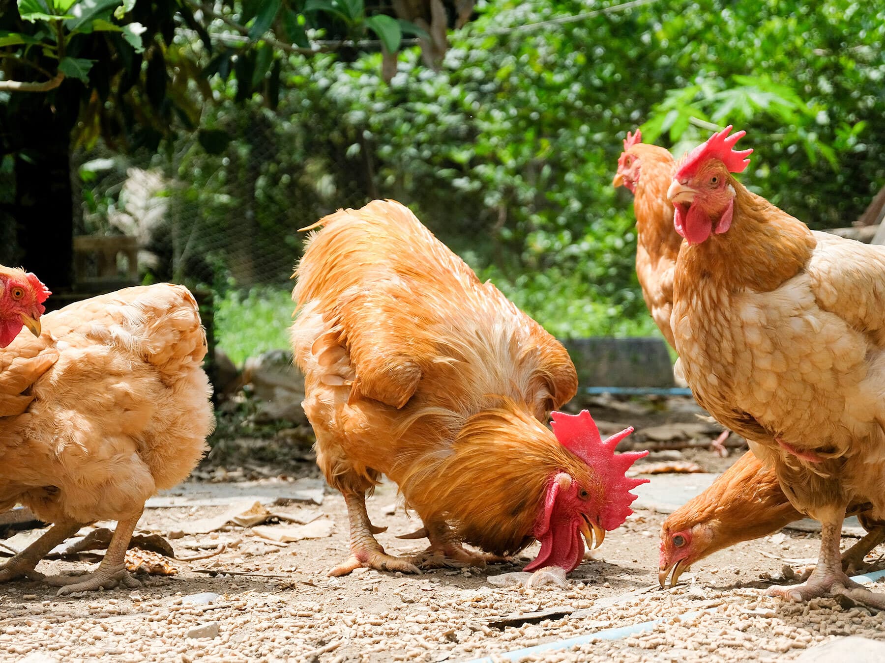 Chickens pecking at ground