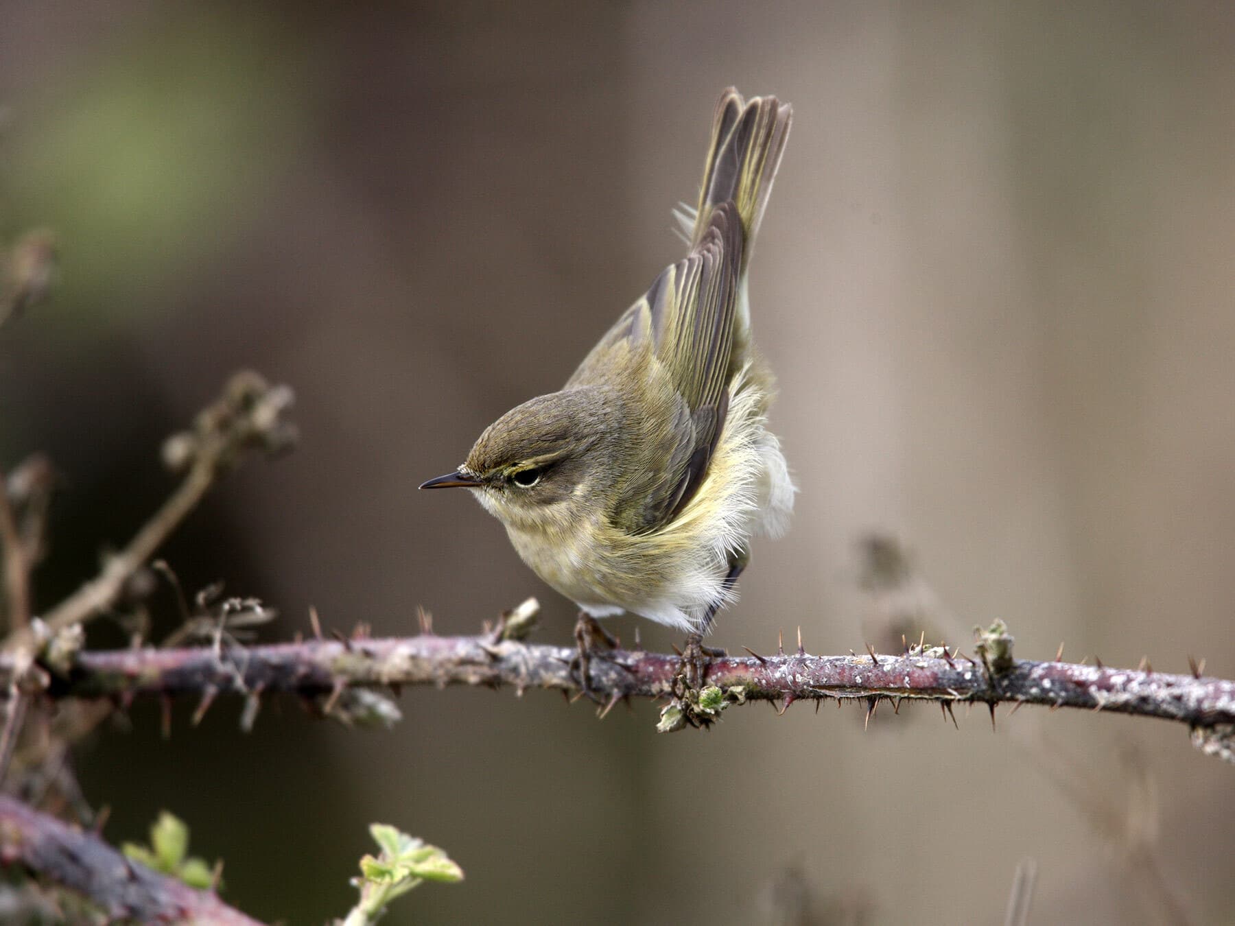 Chiffchaff