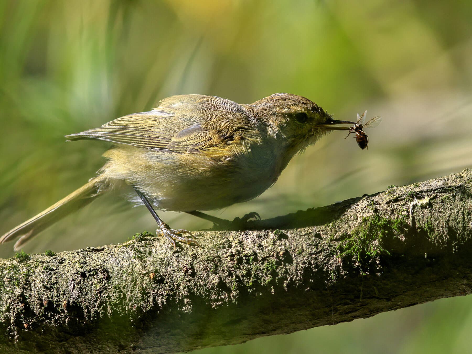 Chiffchaff with insect