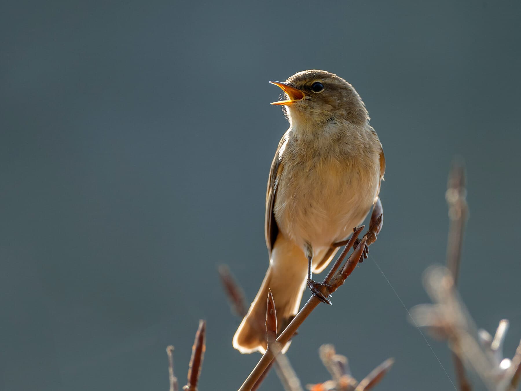 Chiff chaff 4