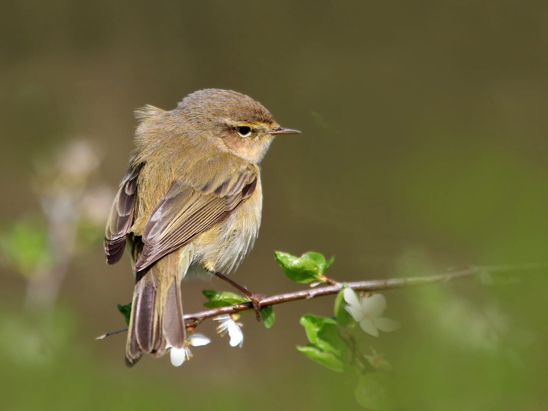 Common Chiffchaff perched on a branch